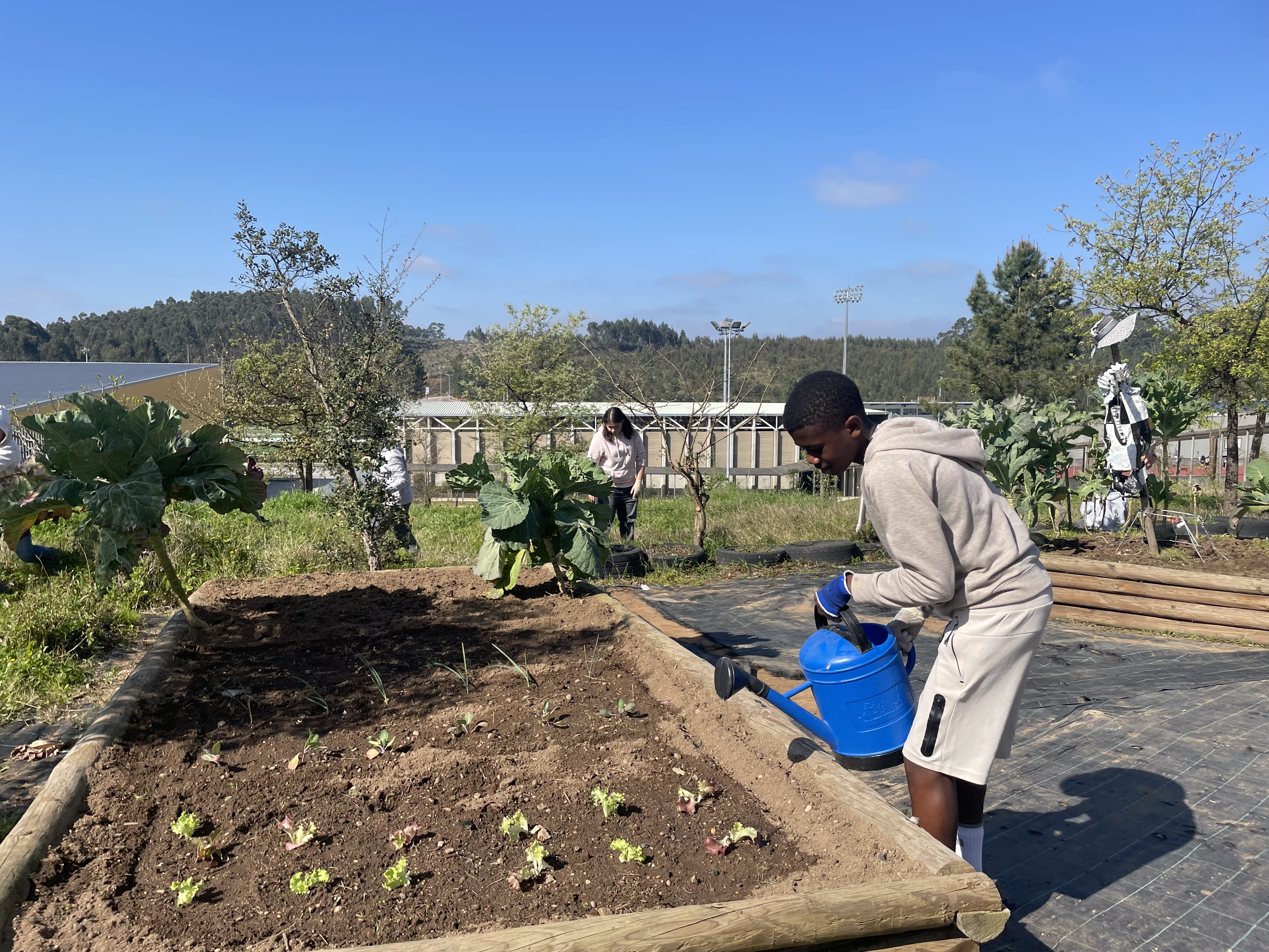 1ª Rega após o cultivo. Trabalho de monitorização da horta.