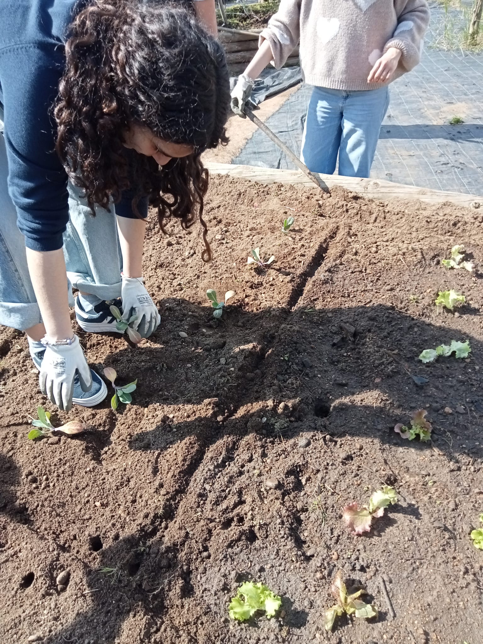 Primeiras espécies a serem plantadas e semeadas na horta: alfaces, couve coração, alho francês, abóboras e milho de pipoca. No início de abril, para comemorar o "Dia Eco Escolas" serão cultivadas algumas flores como cravos túnicos, calêndulas e girassóis.