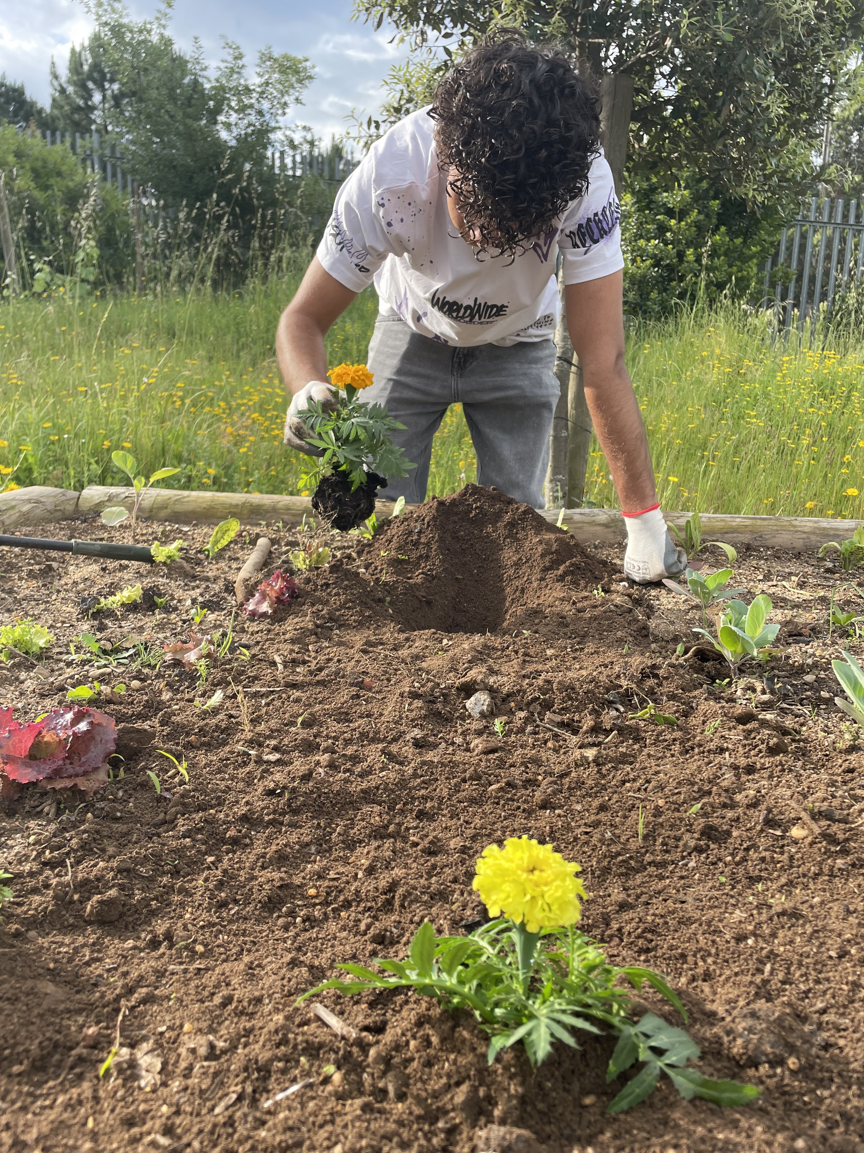 Plantação de Cravos Túnicos