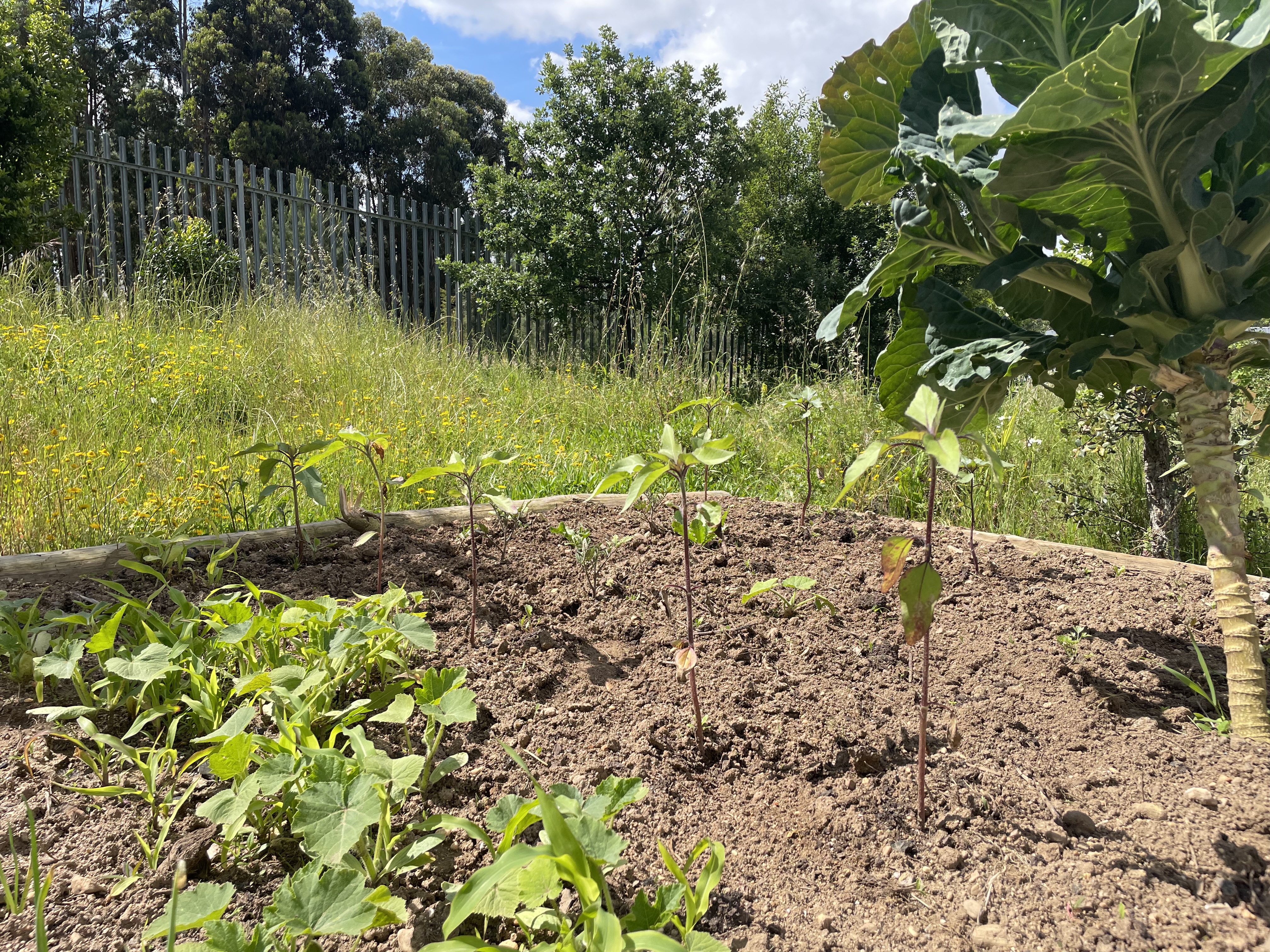 Crescimento de algumas  plantas