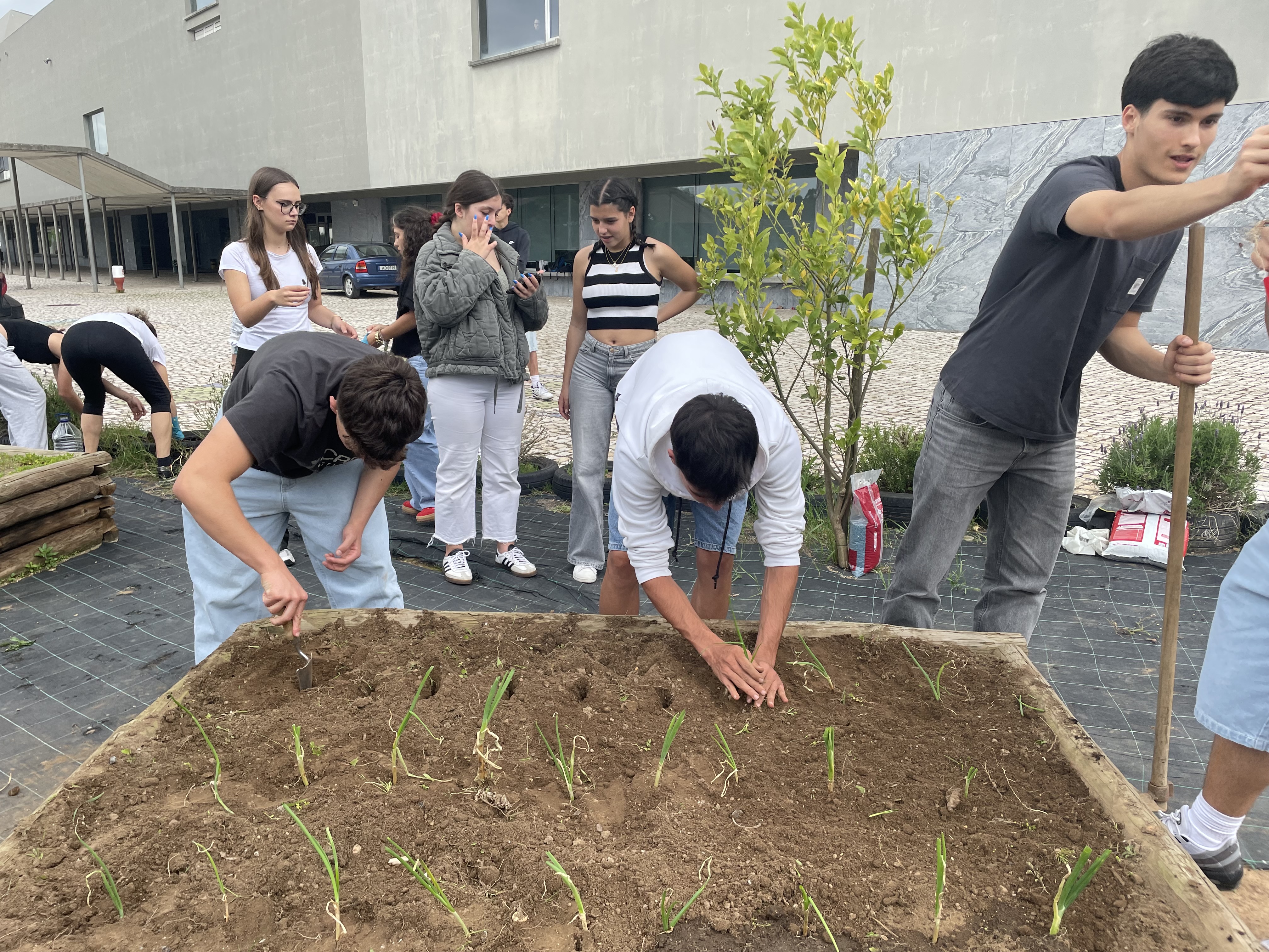 Plantação do canteiro nº2 com cebolo por parte de uma turma do 11º ano.