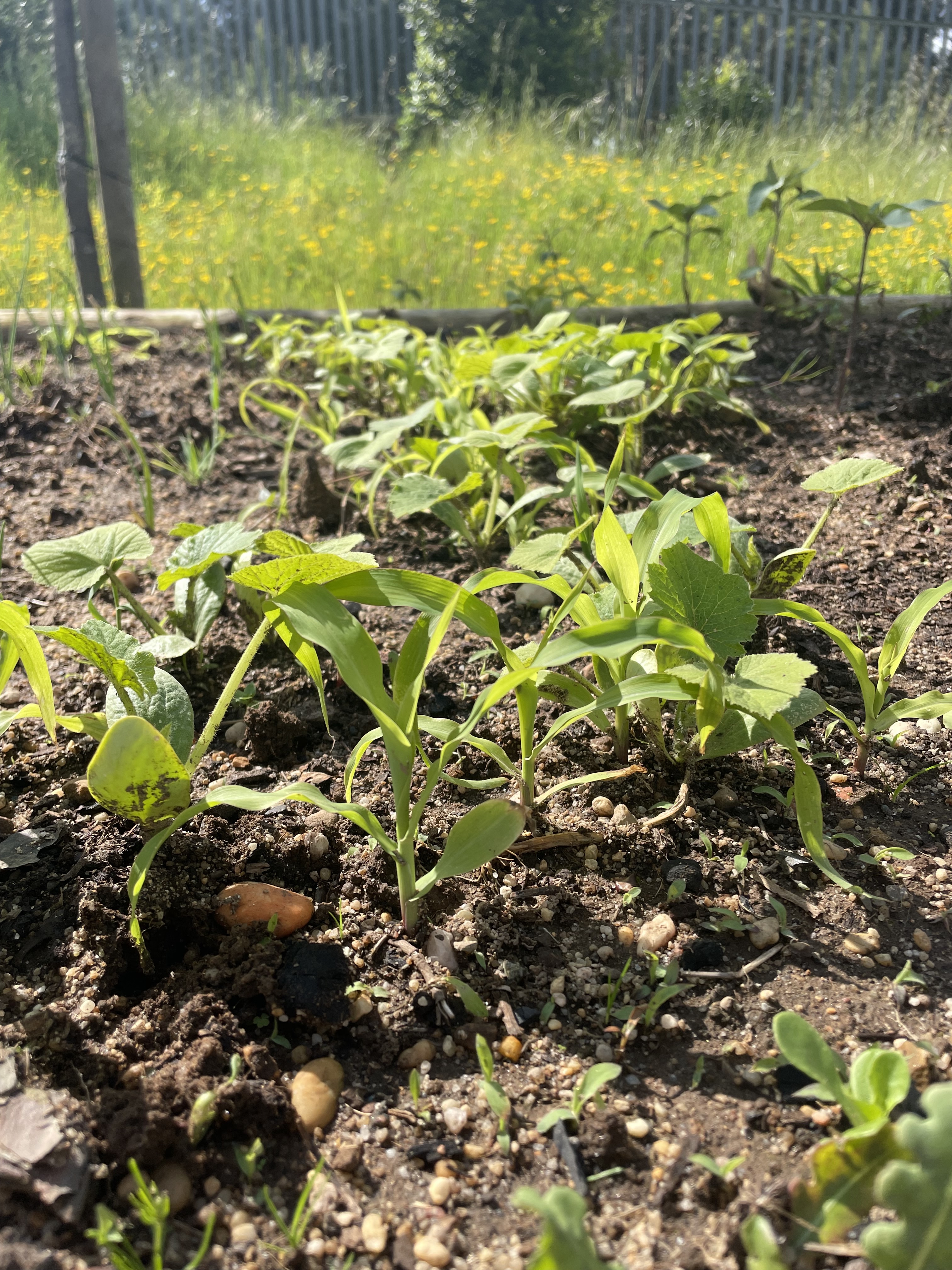 Plantas resultantes das sementes de abóbora e milho de pipoca lançadas à terra em finais de março.
