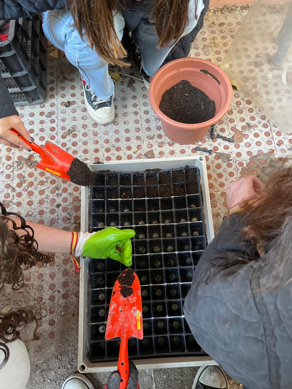 Inicio da plantação