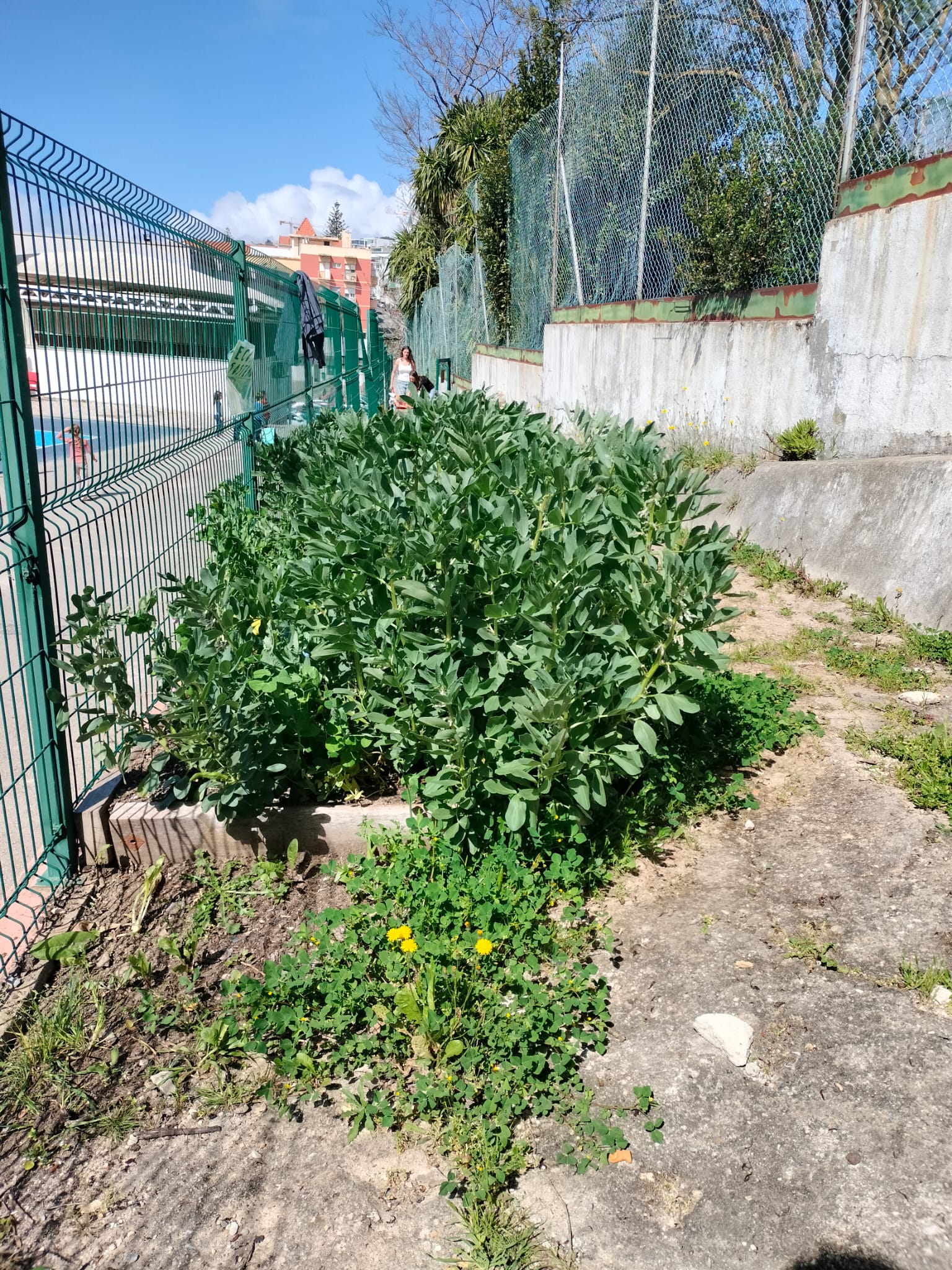 Crescimento das Favas