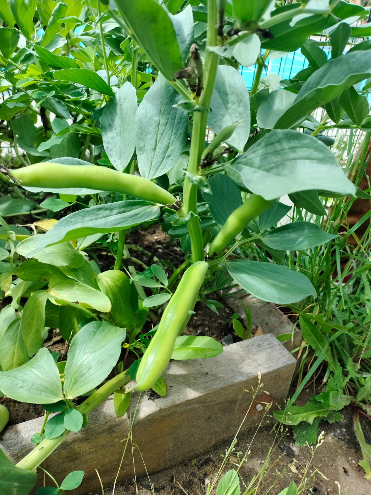 Fruto