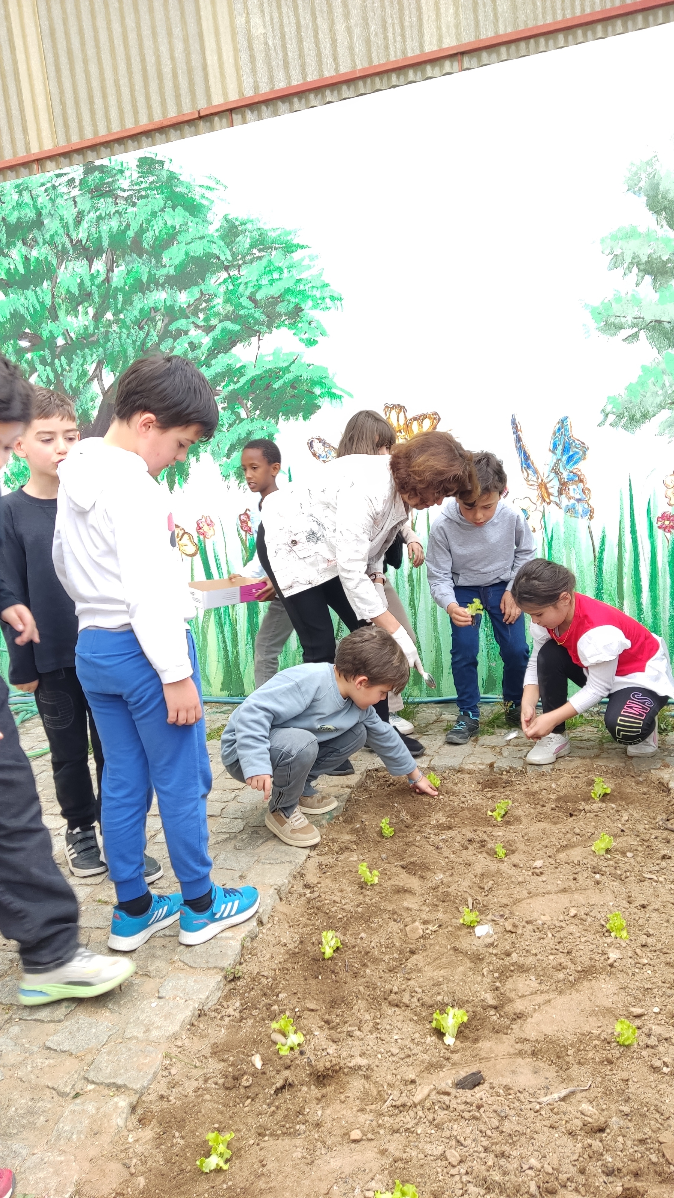 Alunos a plantar as alfaces , cada turma no seu canteiro.