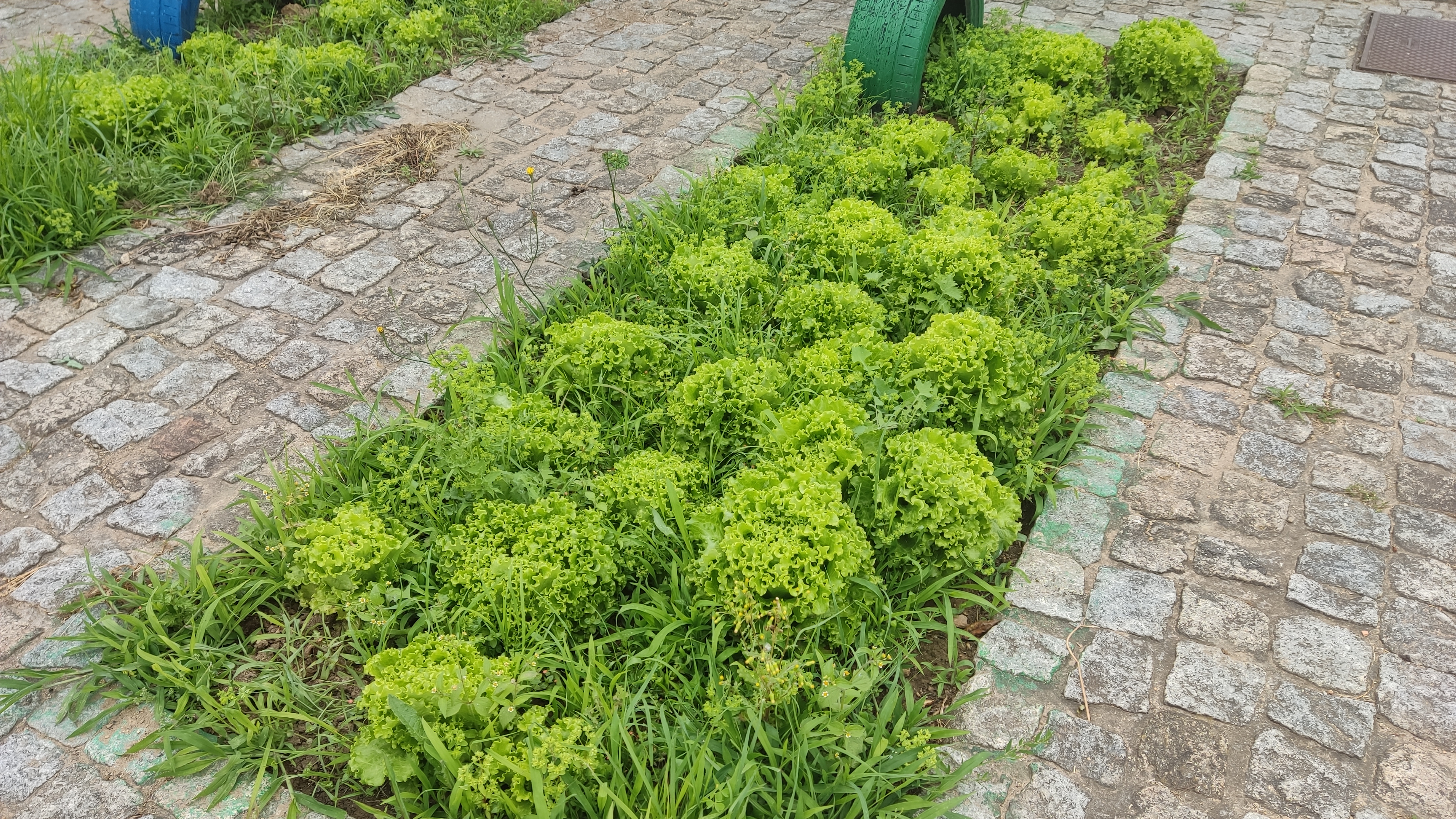 Alfaces prontas a colher. Cada aluno levará para casa a sua alface.