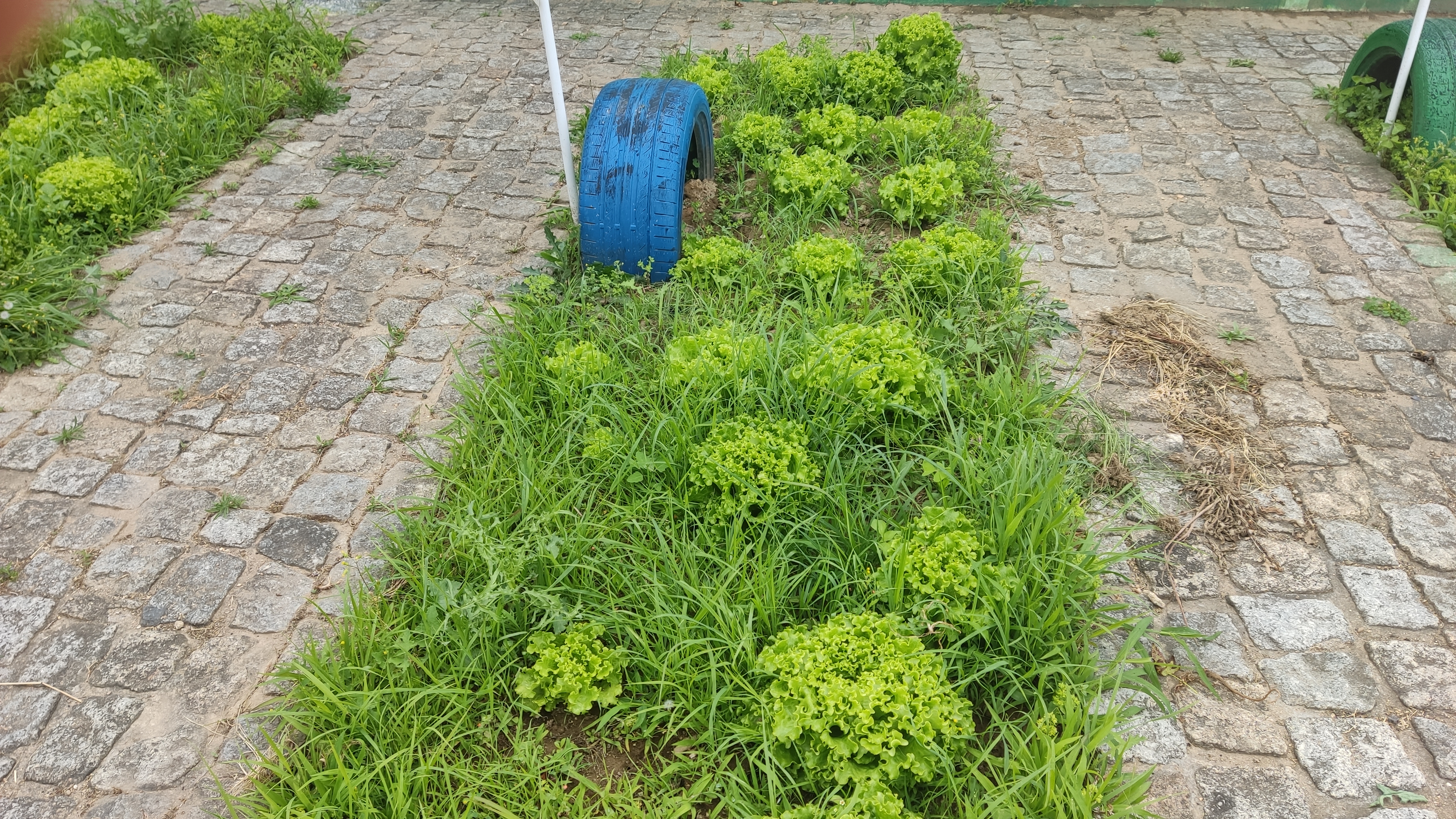 Alfaces prontas a colher. Cada aluno levará para casa a sua alface.