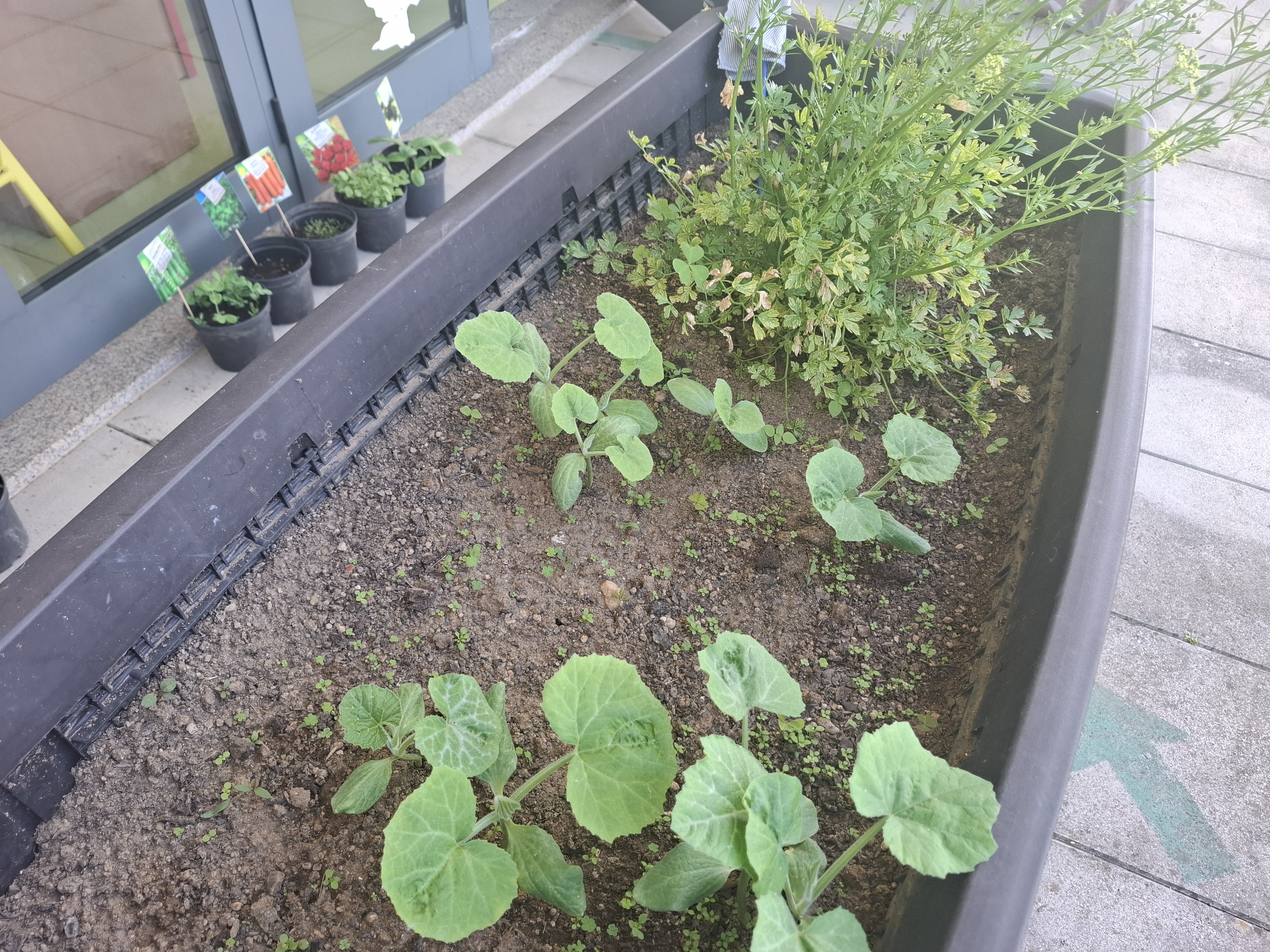 As sementes germinaram e foram transplantadas para zonas com mais espaço.