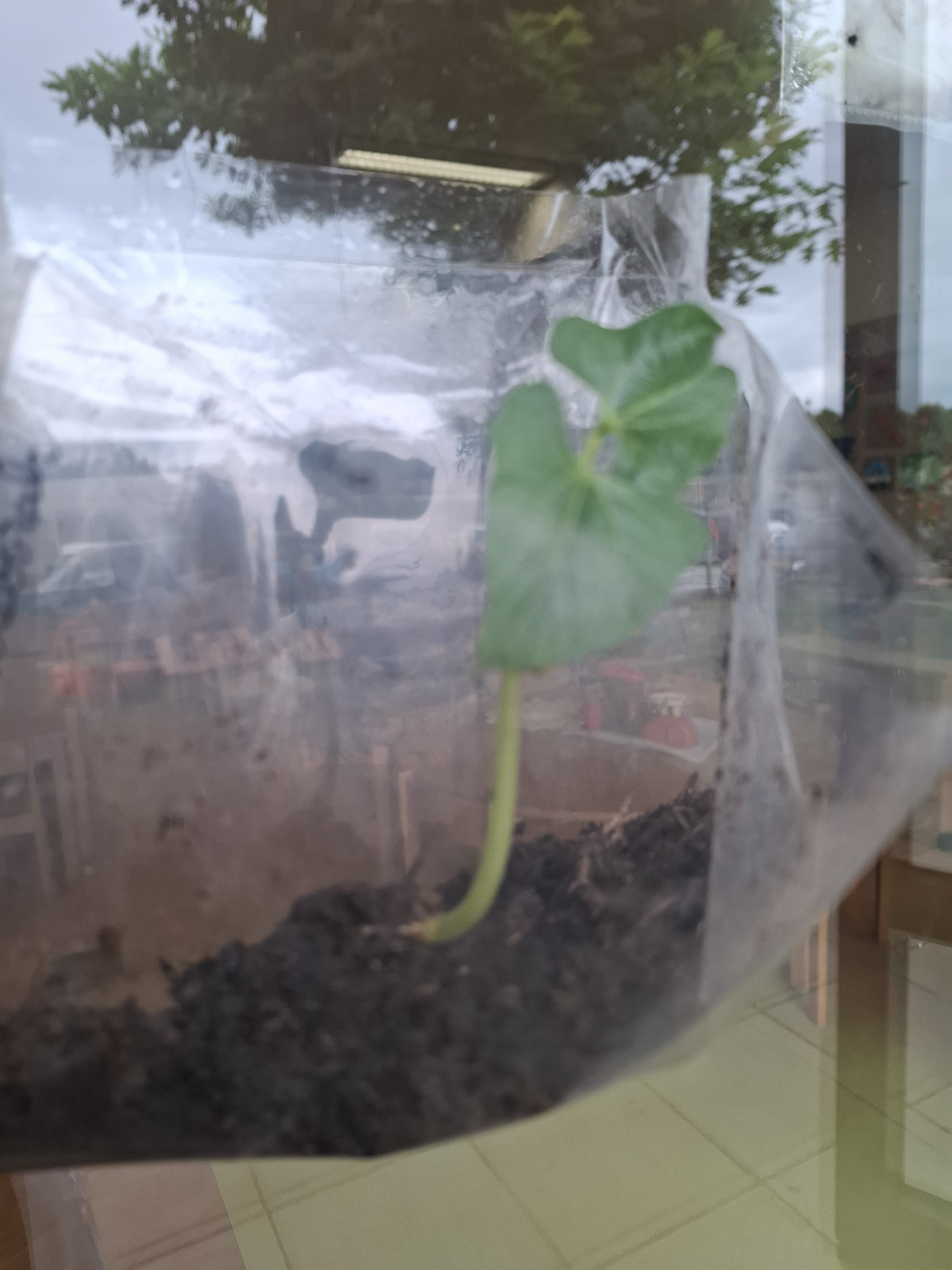 As sementes germinaram e foram transplantadas para zonas com mais espaço.