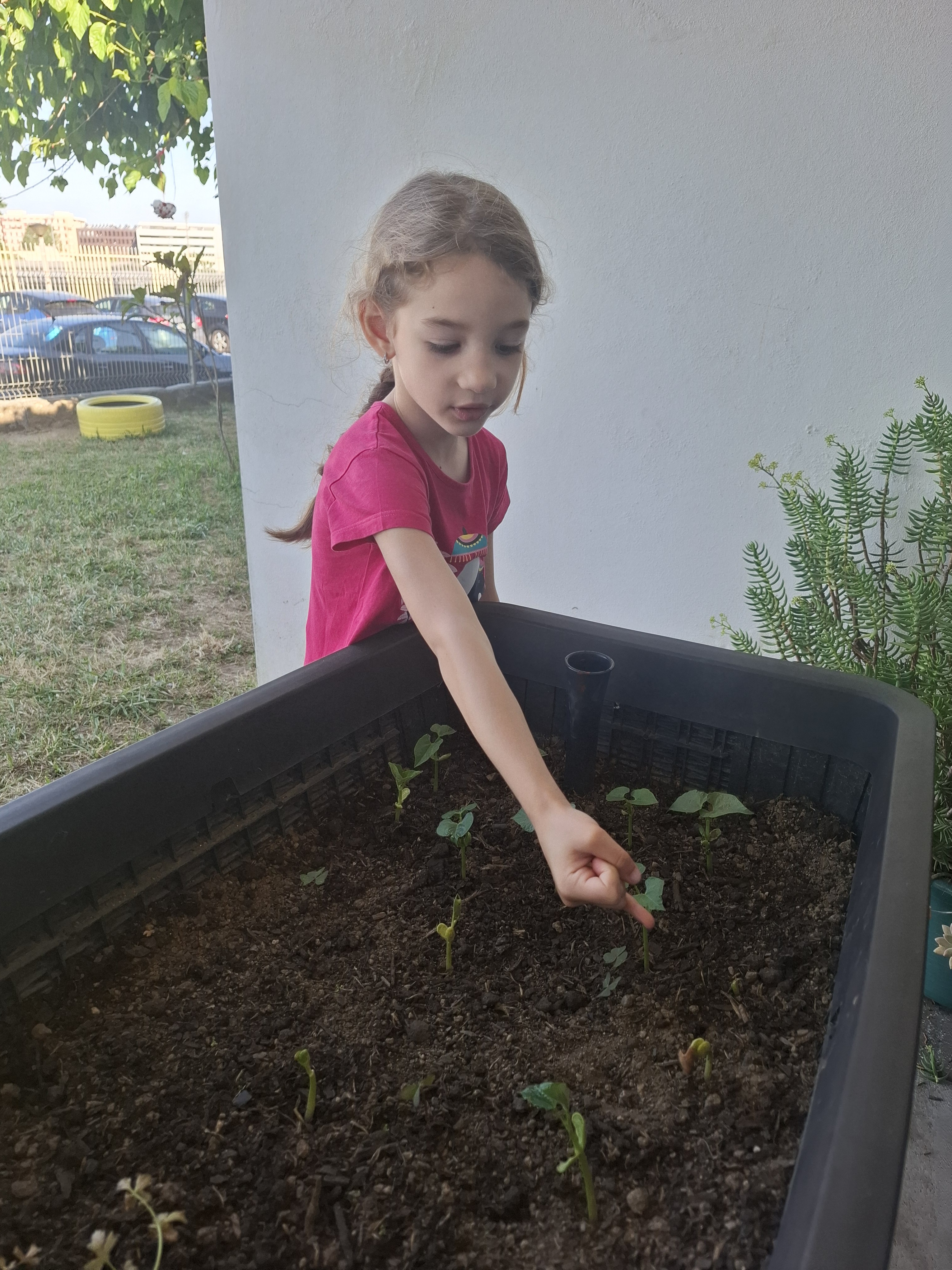 As sementes germinaram e foram transplantadas para zonas com mais espaço.