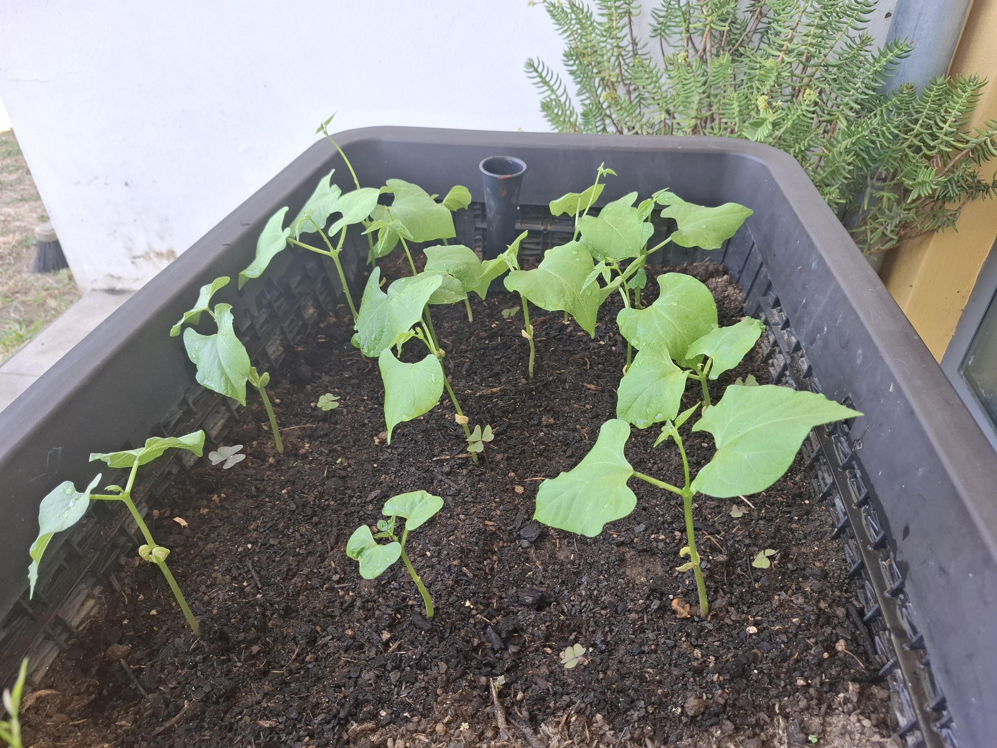 As sementes germinaram e foram transplantadas para zonas com mais espaço.