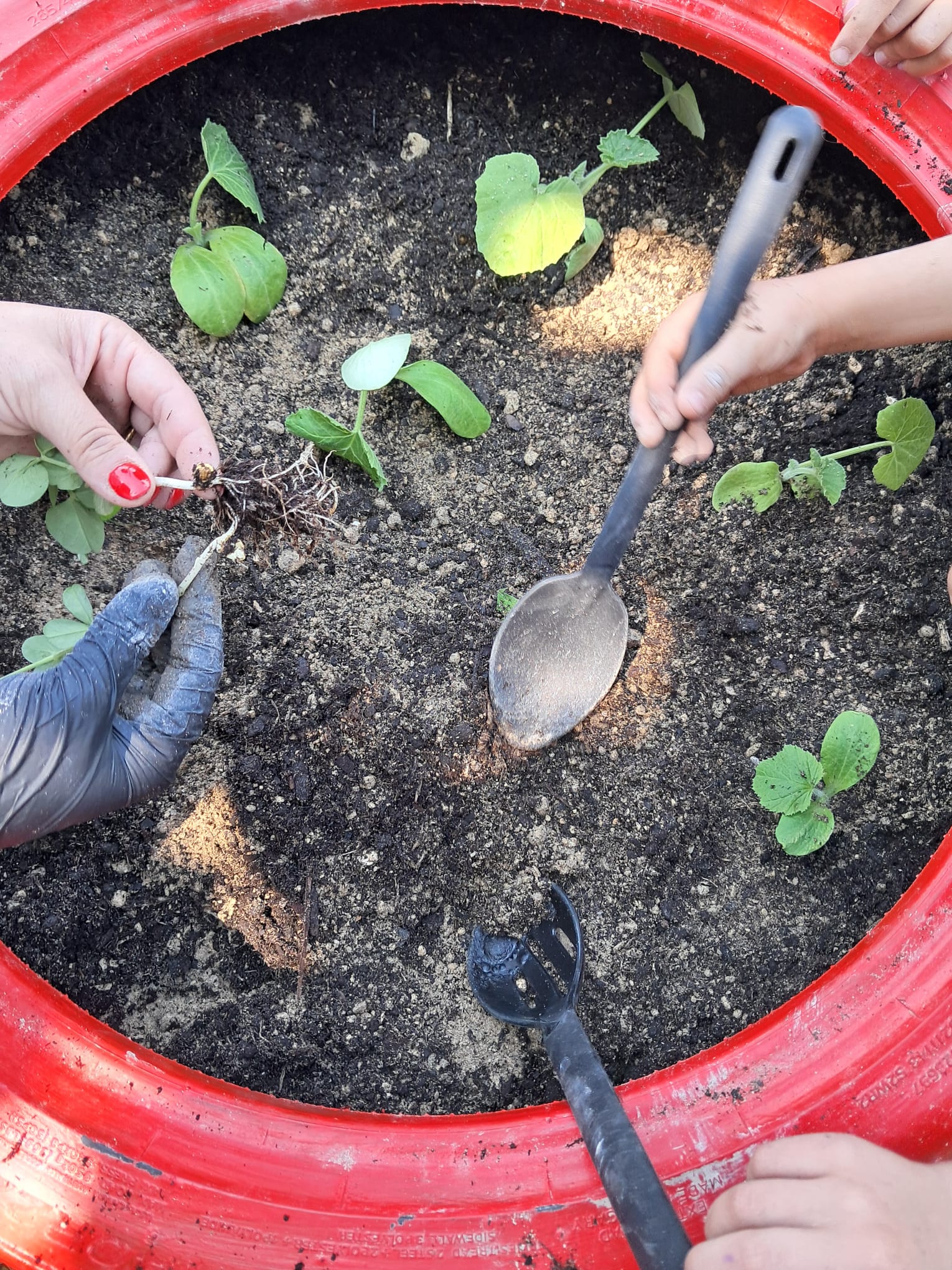 As sementes germinaram e foram transplantadas para zonas com mais espaço.