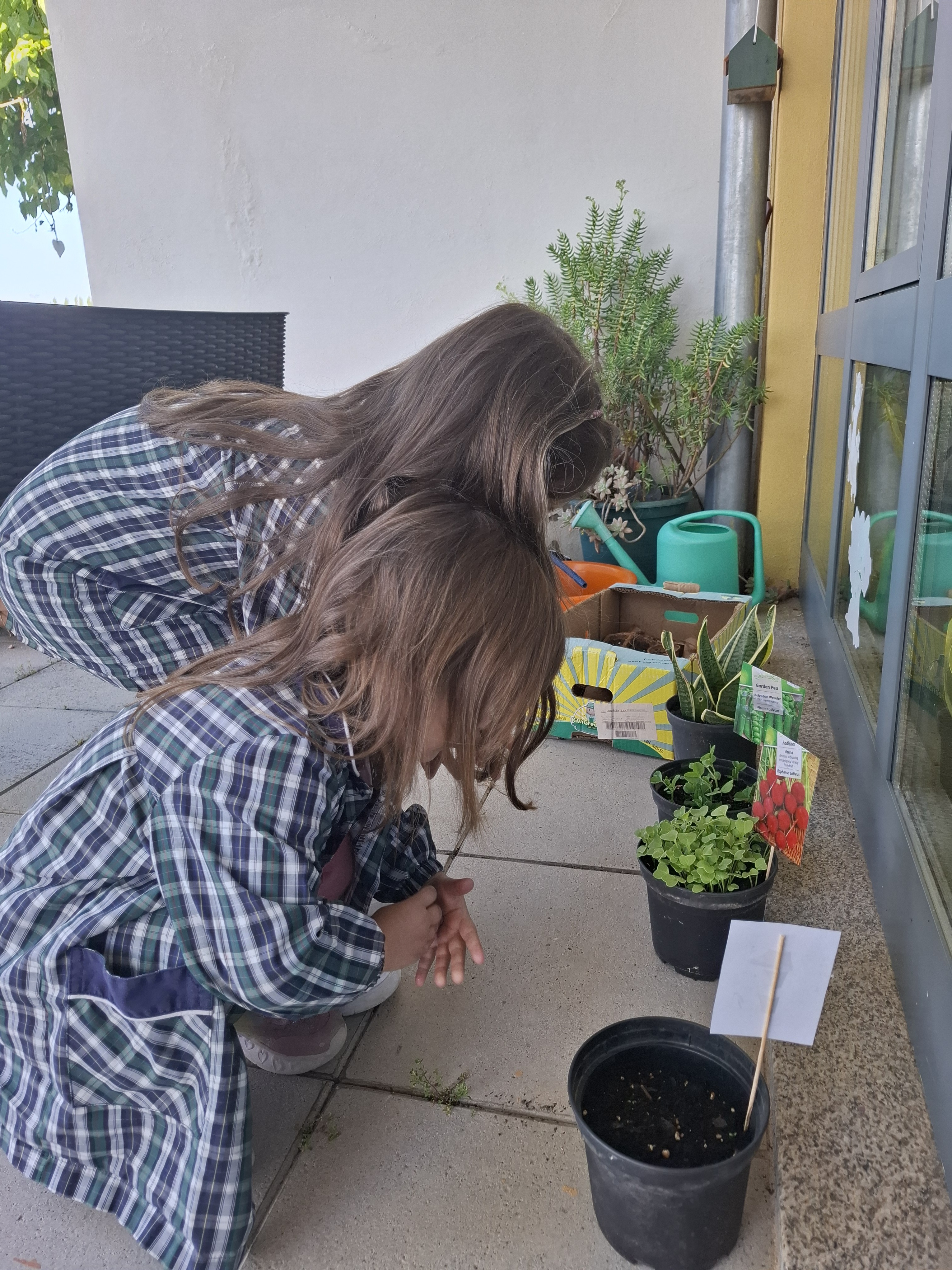 As sementes germinaram e foram transplantadas para zonas com mais espaço.