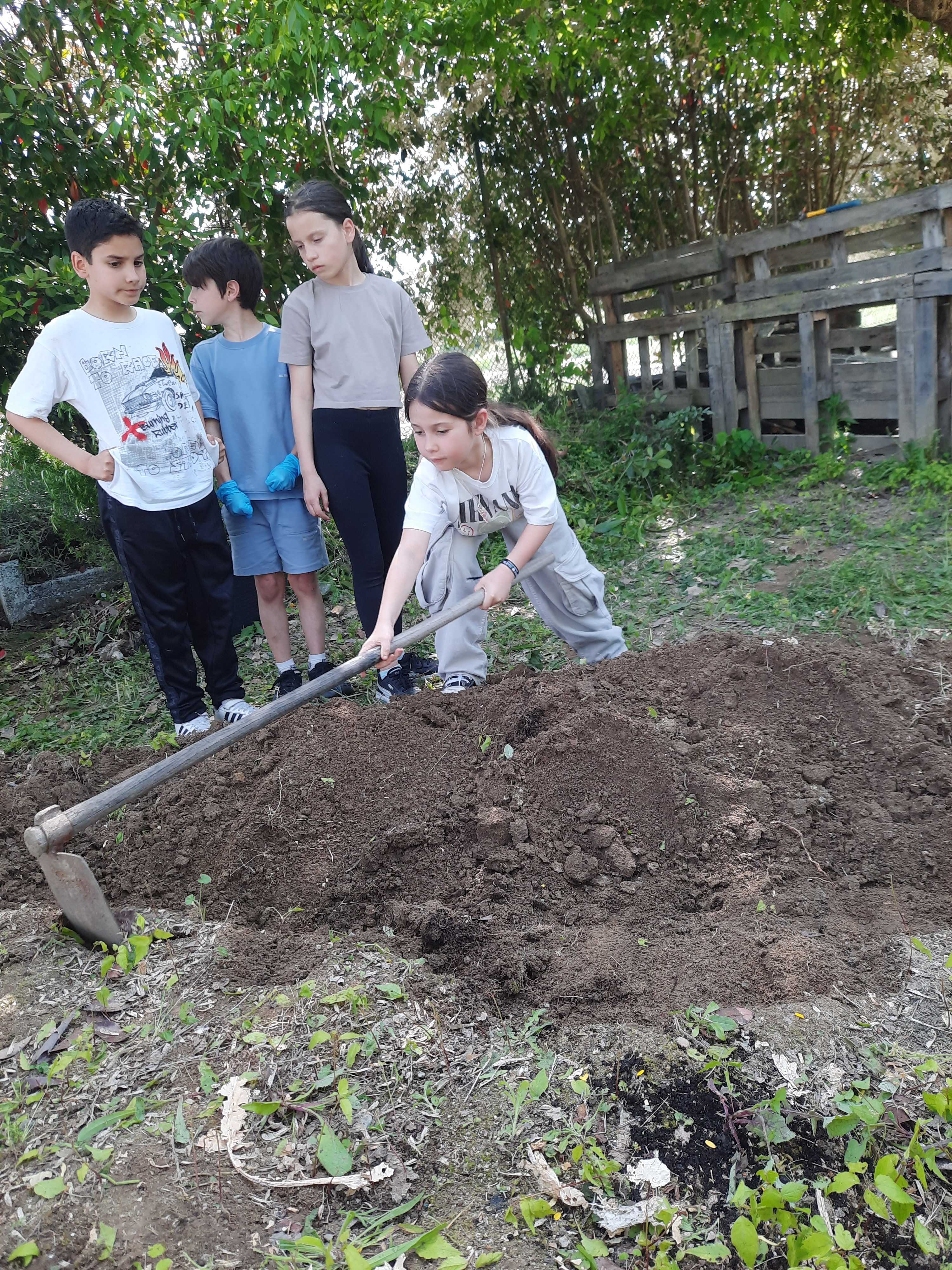 Reaproveitamento de plantas pelos alunos.