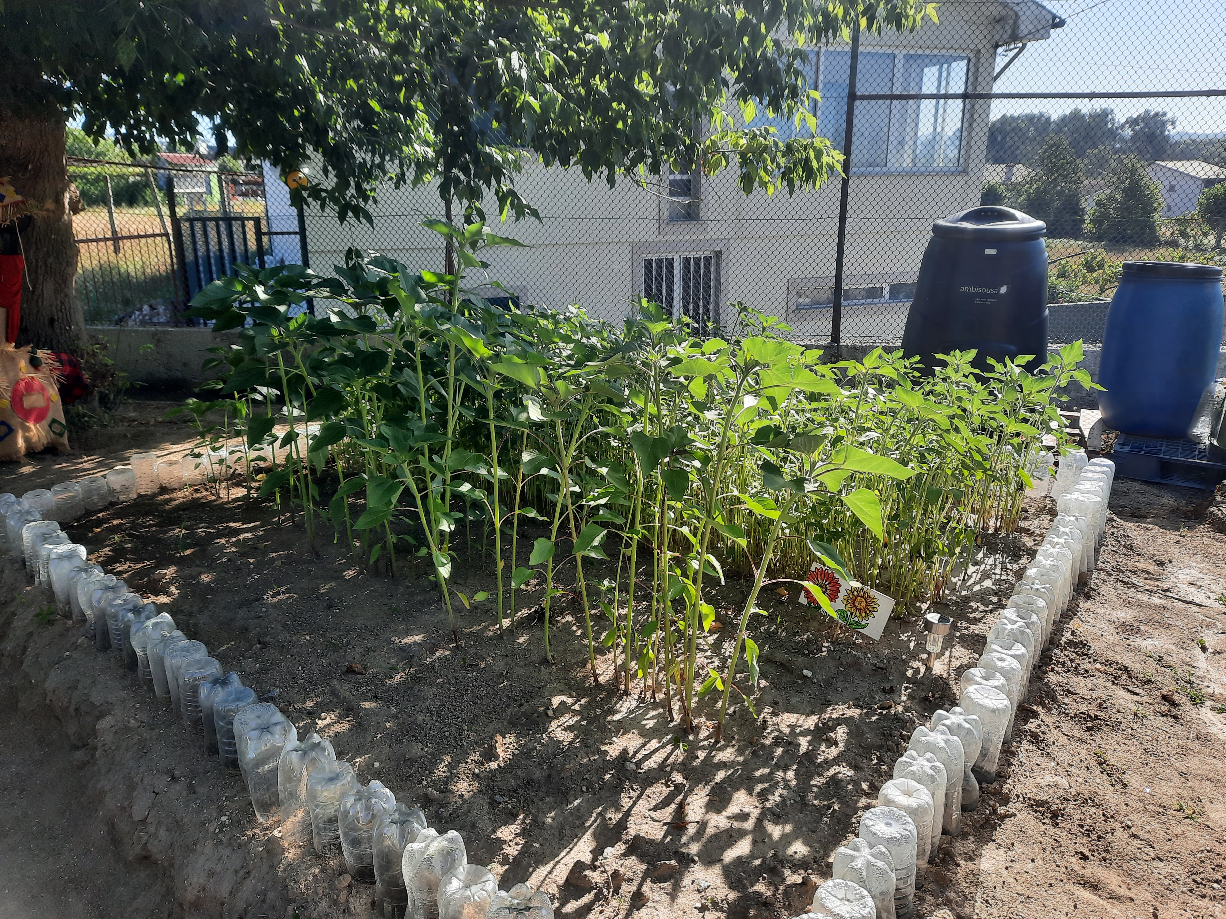 Horta em ebulição