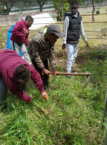 Limpeza de terreno das plantas e outros objetos para preparar o cultivo