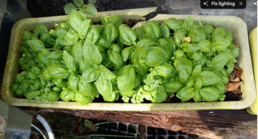 aspeto final das aromáticas