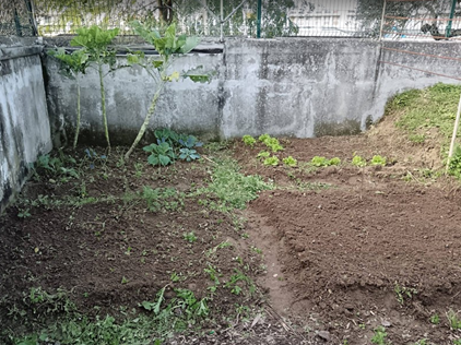 transplante dos viveiros para o solo