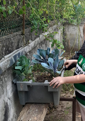 transplante dos viveiros para o solo