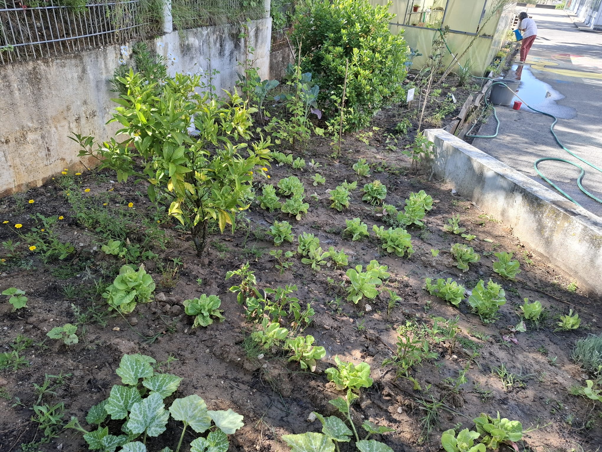 Horta plantada e já com um certo grau de desenvolvimento.