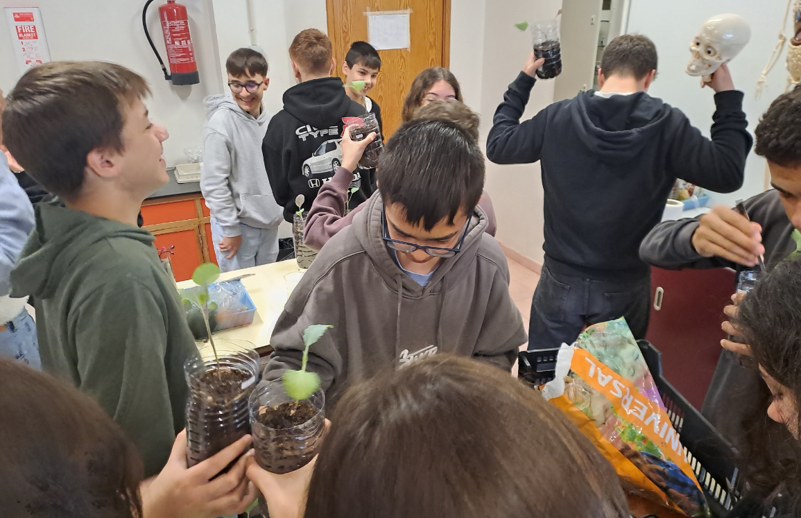 Transplantação das hortícolas nas aulas de Ciências Naturais.