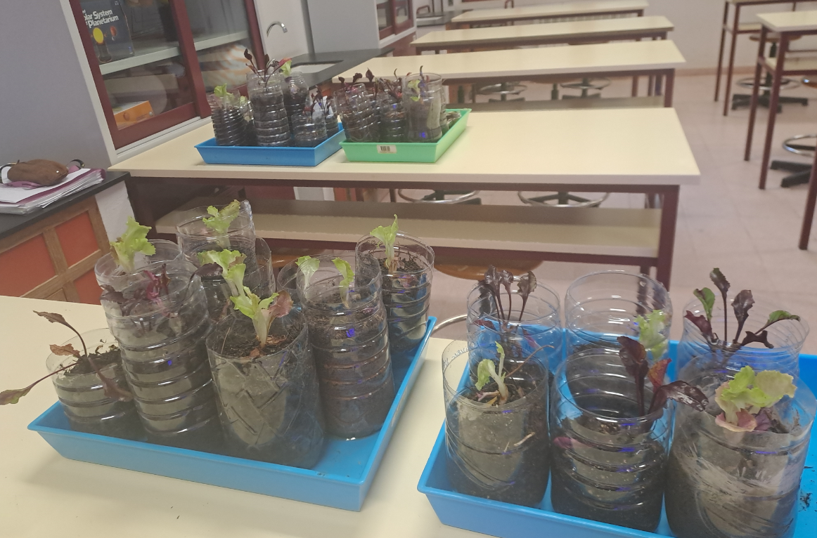Hortícolas transplantadas no laboratório de Ciências.