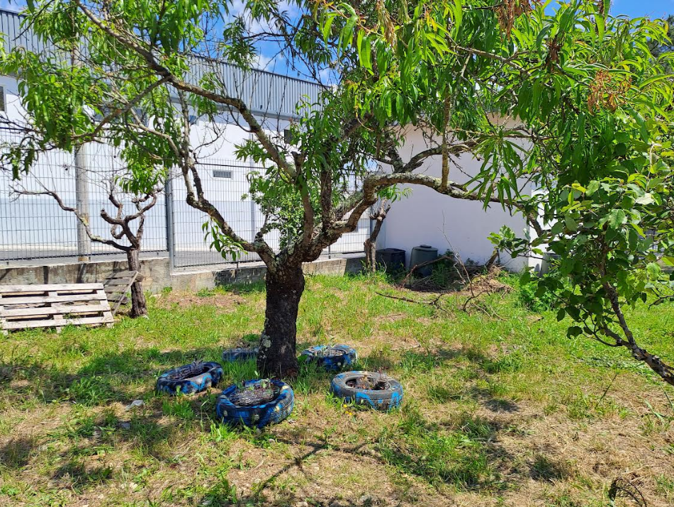 Horta realizada com pneus reutilizados e hortícolas.