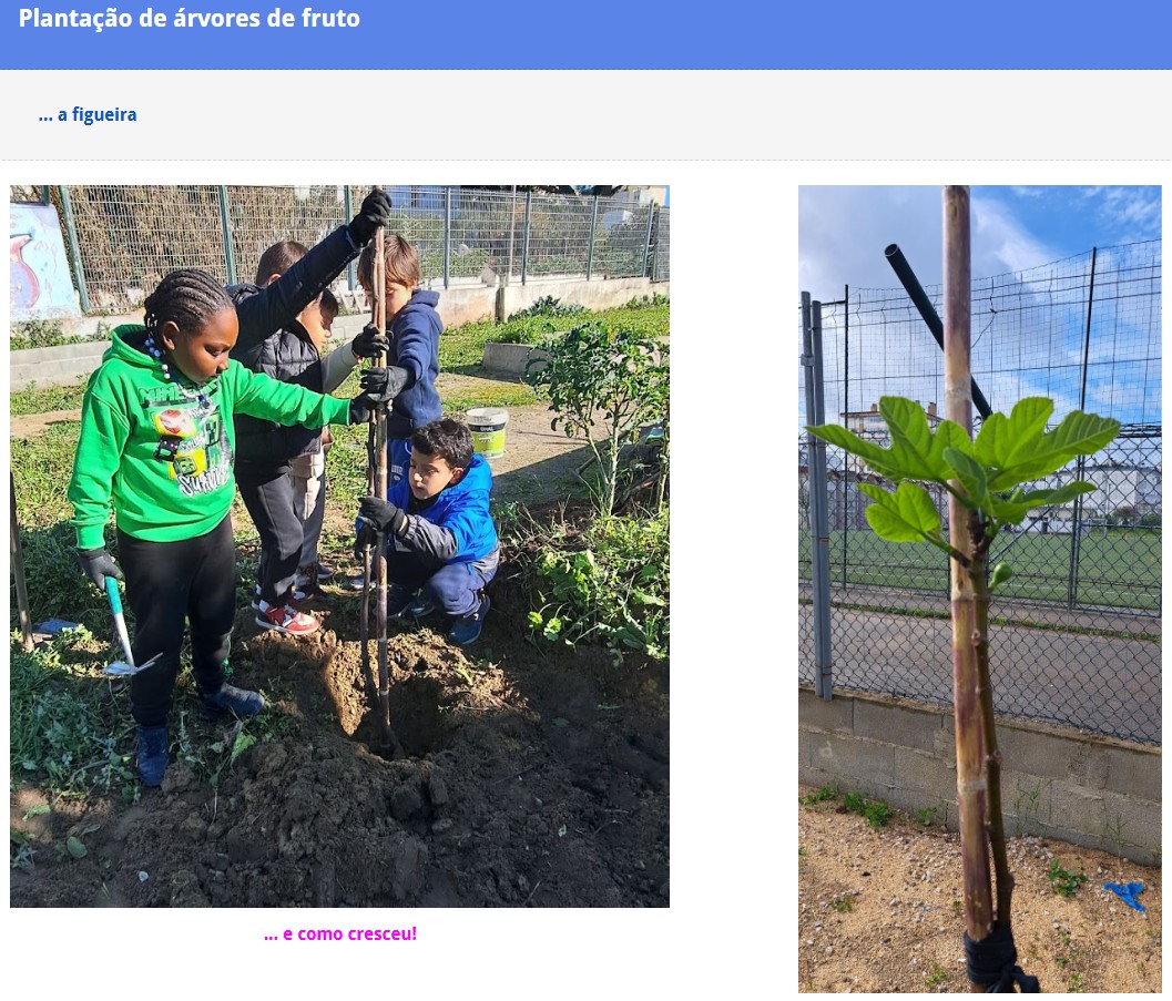 Os alunos plantaram árvores de fruto (nespereira e figueira).