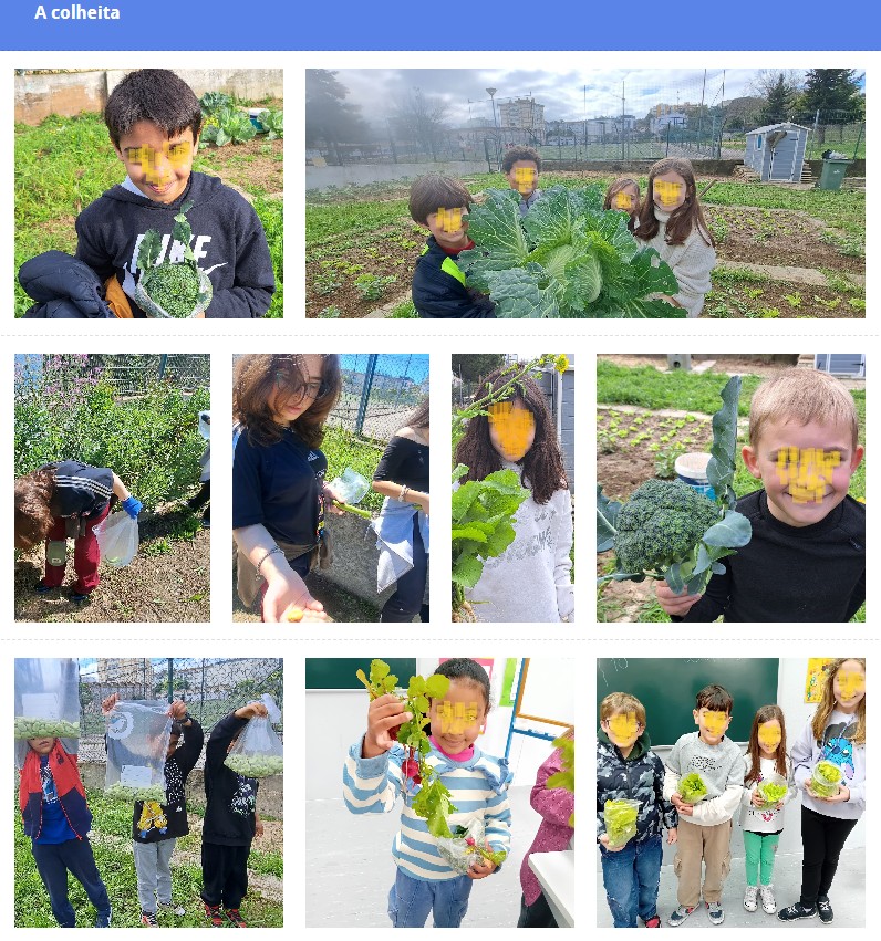 Até ao mês de maio, os alunos realizaram várias colheitas do produtos da horta.