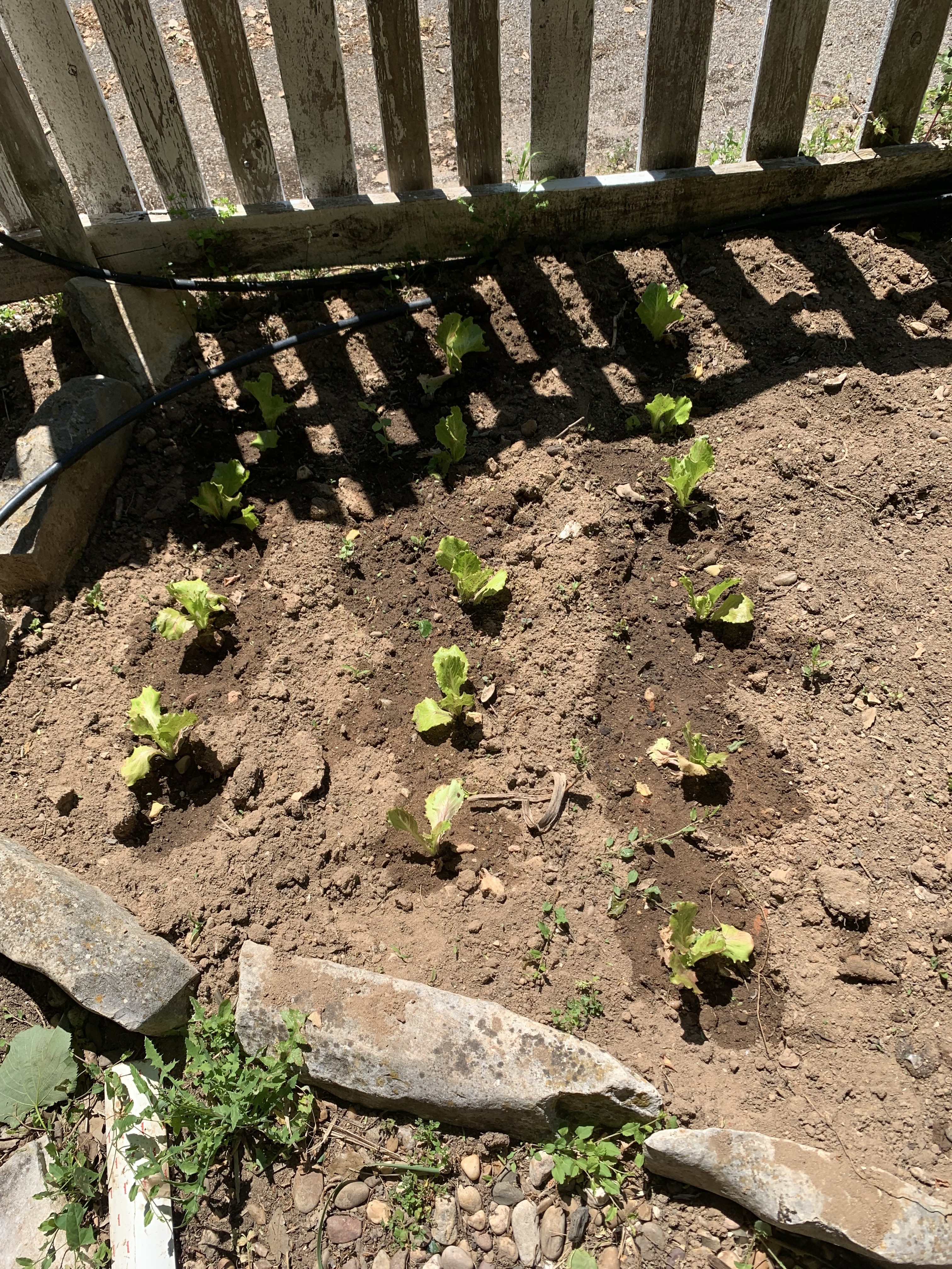 Plantação de alfaces