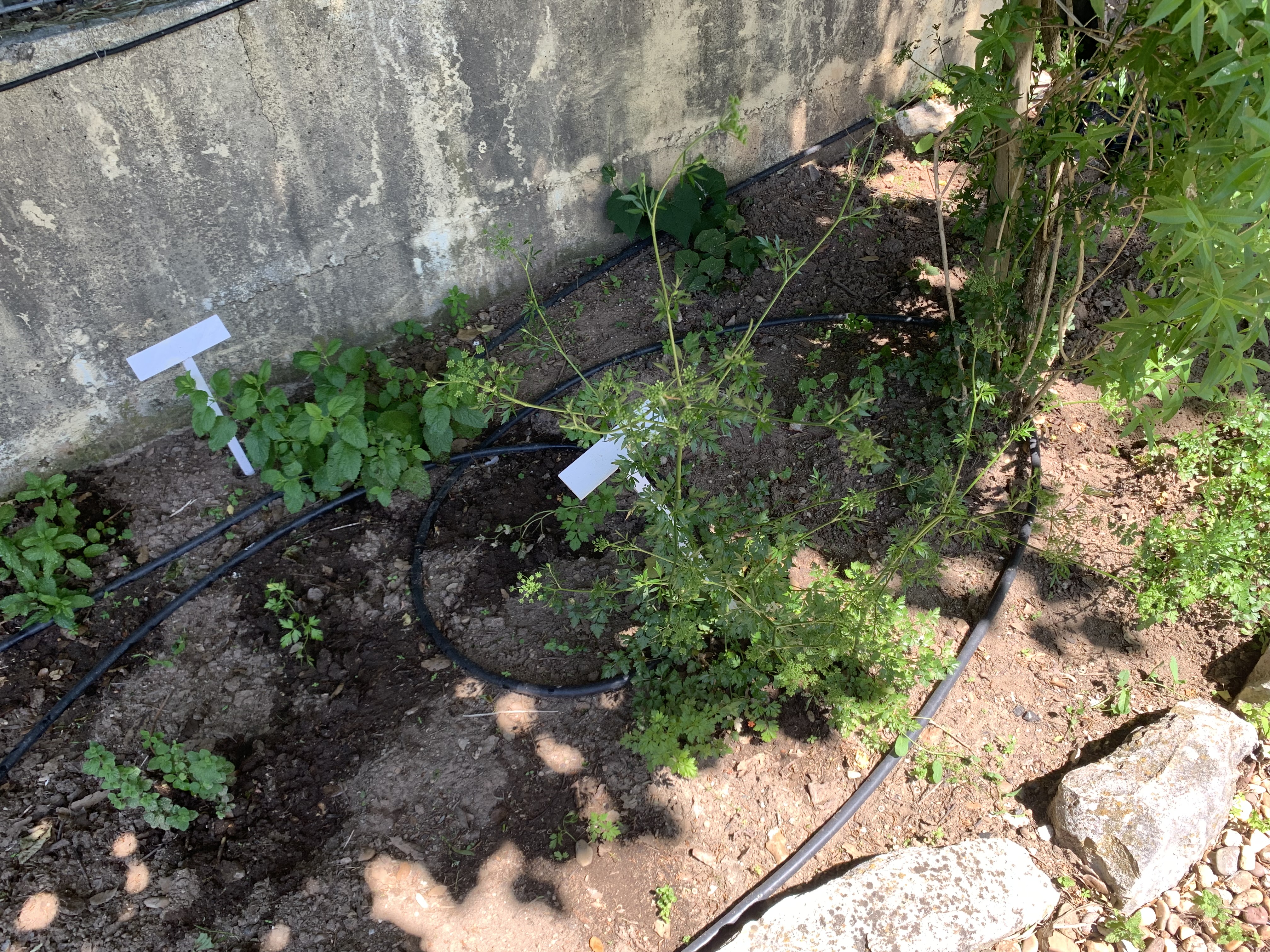 No canteiro das aromáticas existem diversas plantas tais como: lúcia-lima, salsa, hortelã, hortelã-pimenta, erva cidreira, tomilho, tomilho limão e manjericão.