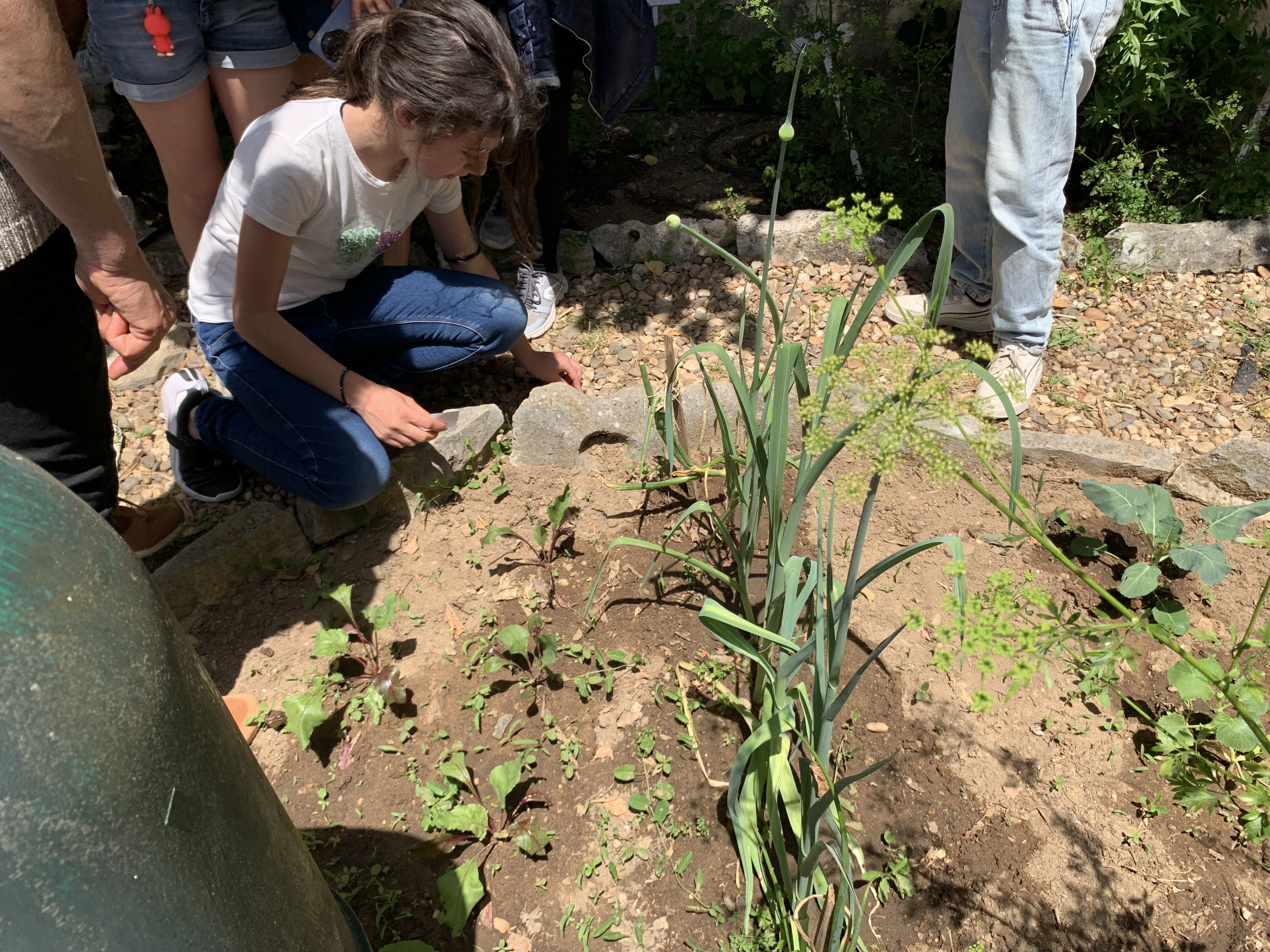 Os alunos participam num desafio em que tem que identificar as plantas da horta.