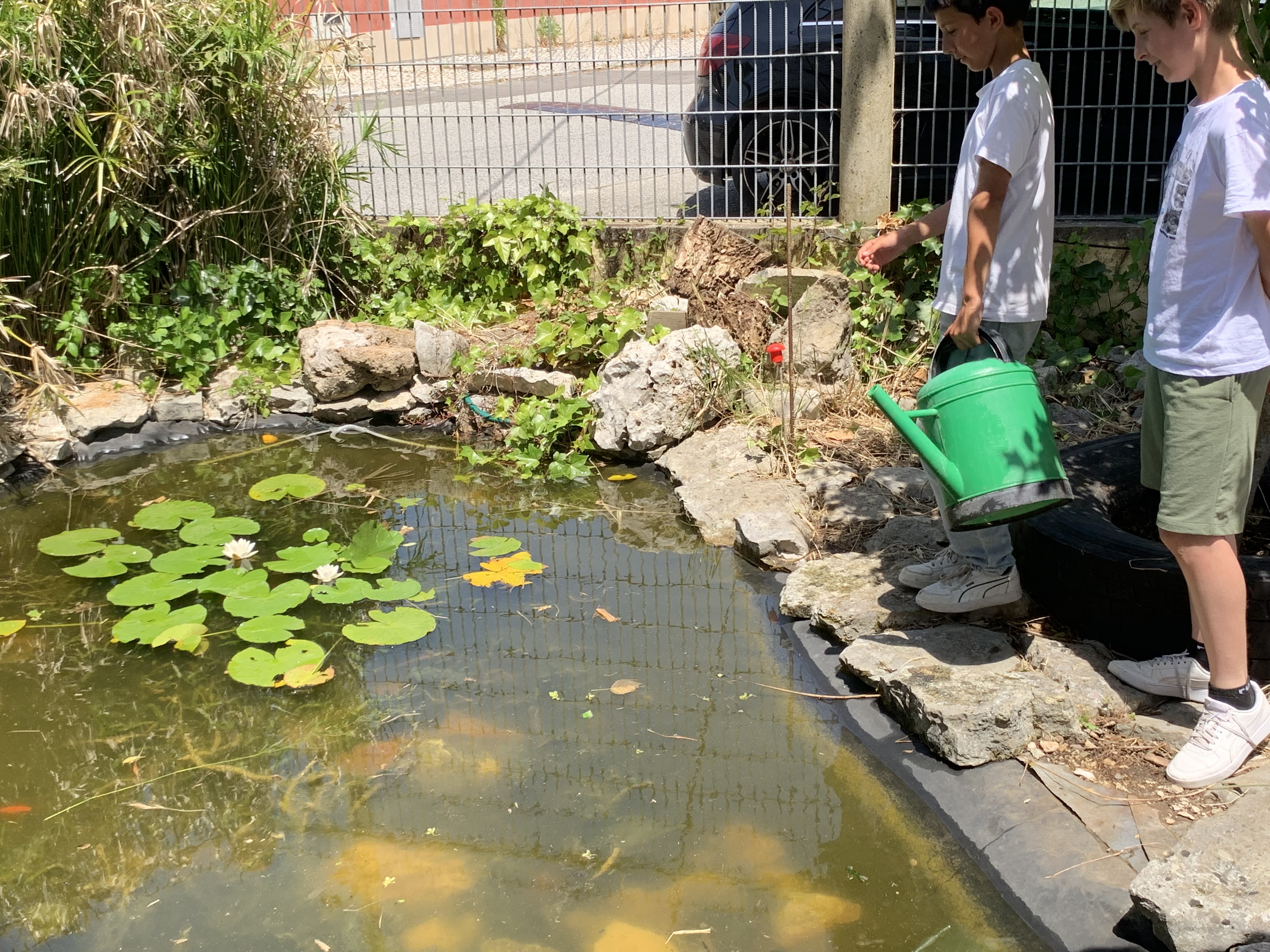 O lago contribui também para a biodiversidade na horta. Nesta altura os nenúfares estão em flor e os alunos observam a quantidade de peixes que abundam nesta altura do ano.