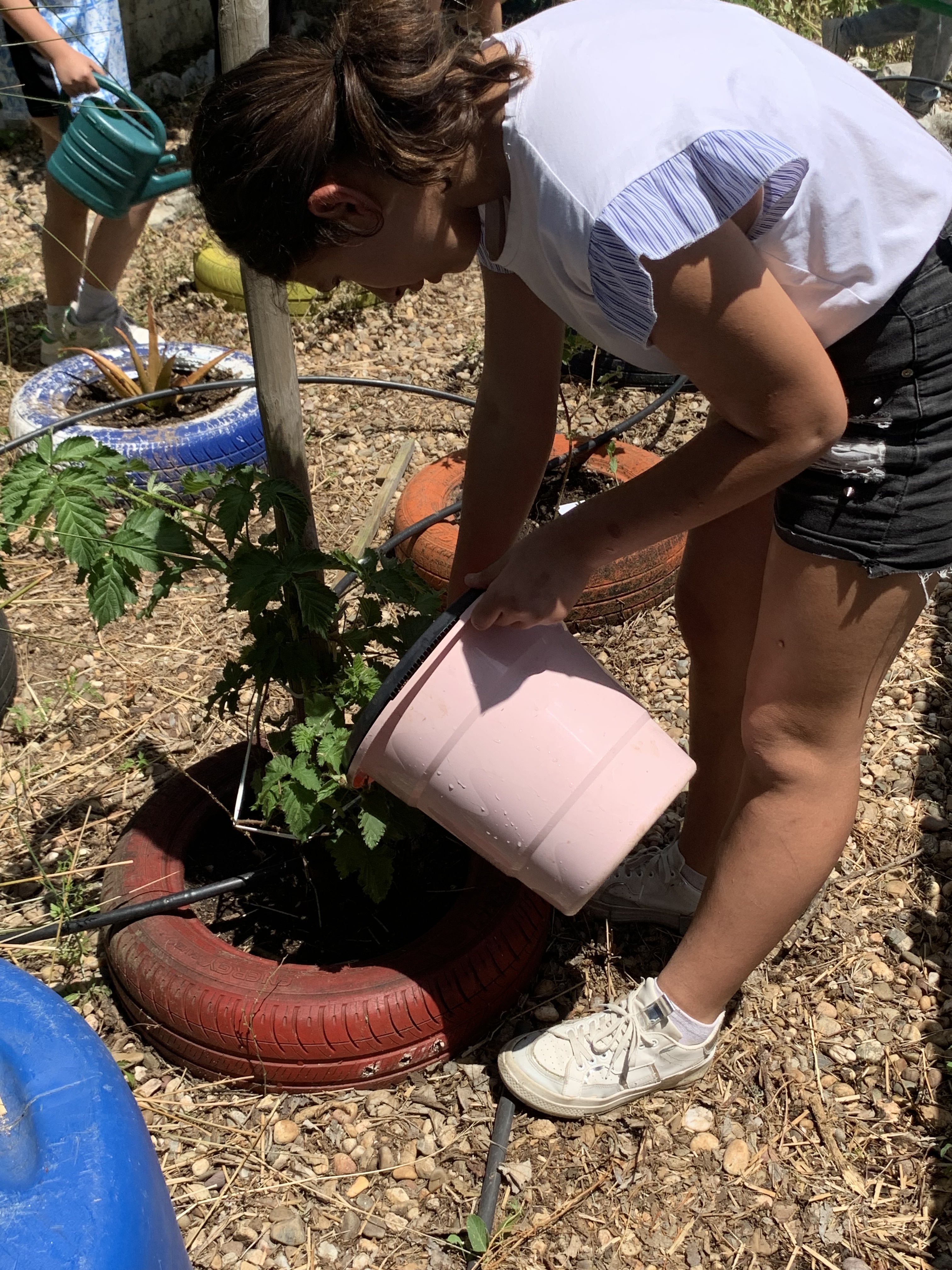 Os alunos regam as plantas com água da chuva.