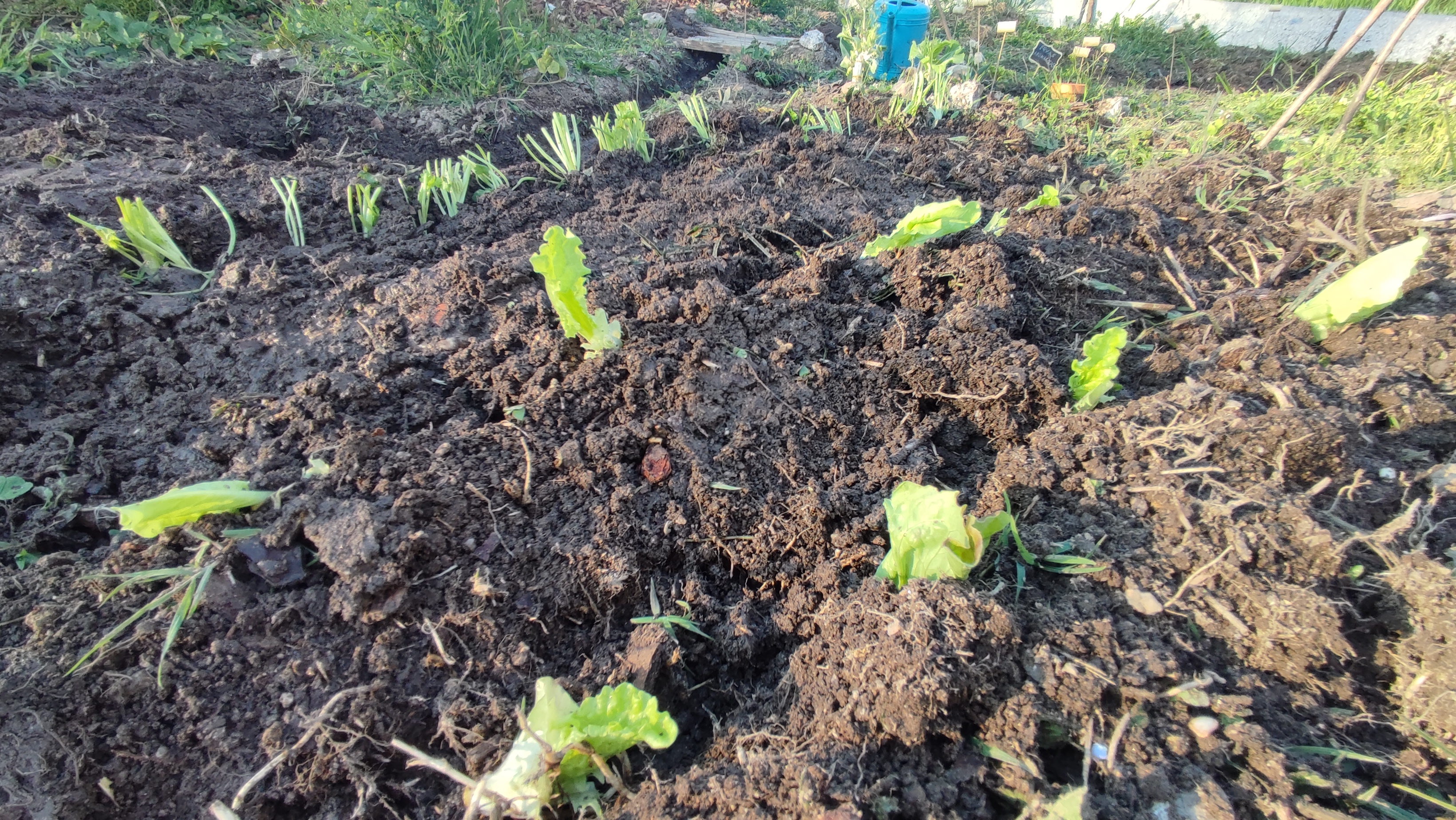 Plantação de alface e cebola
