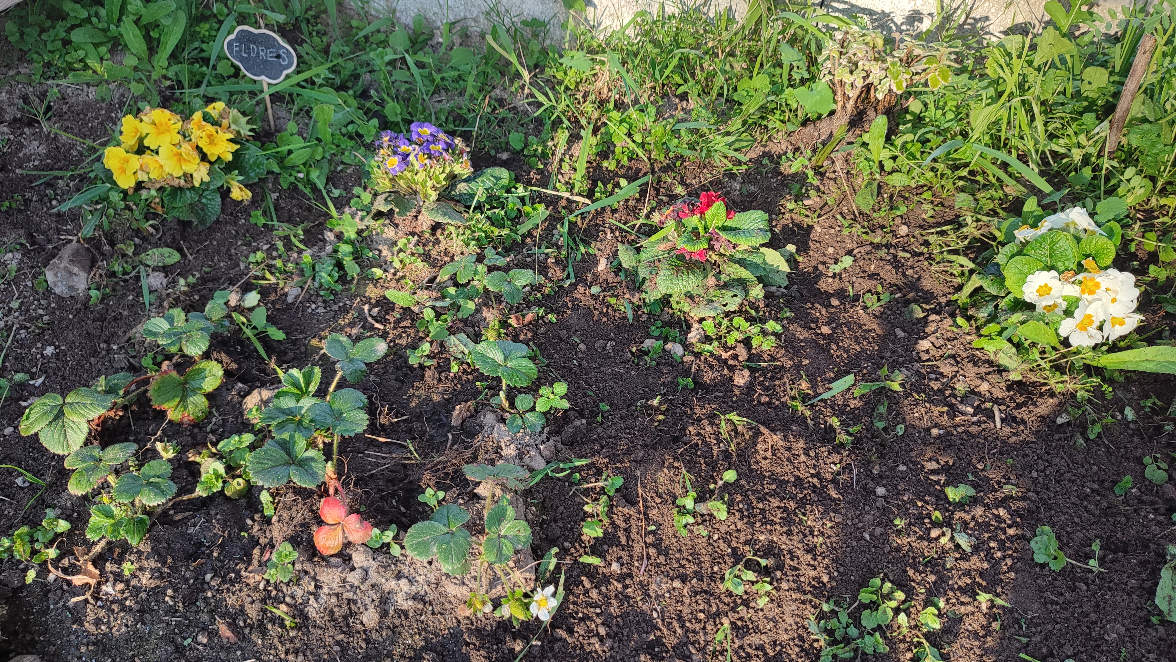 Crescimento das flores plantadas