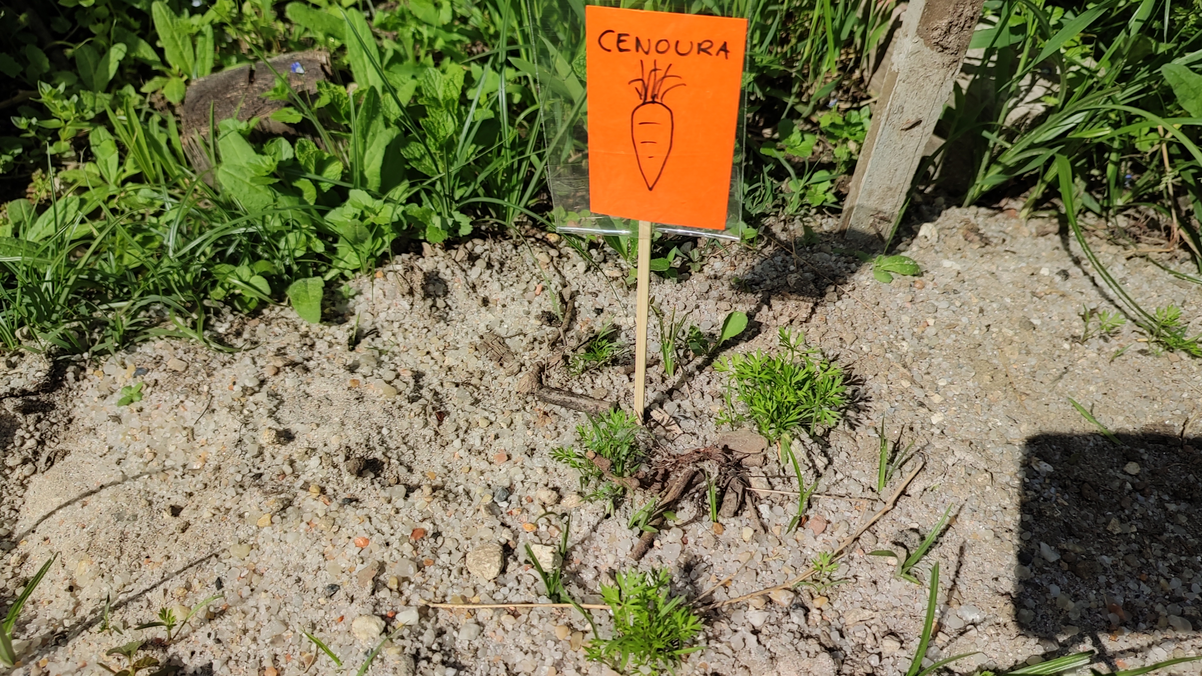 Cenouras