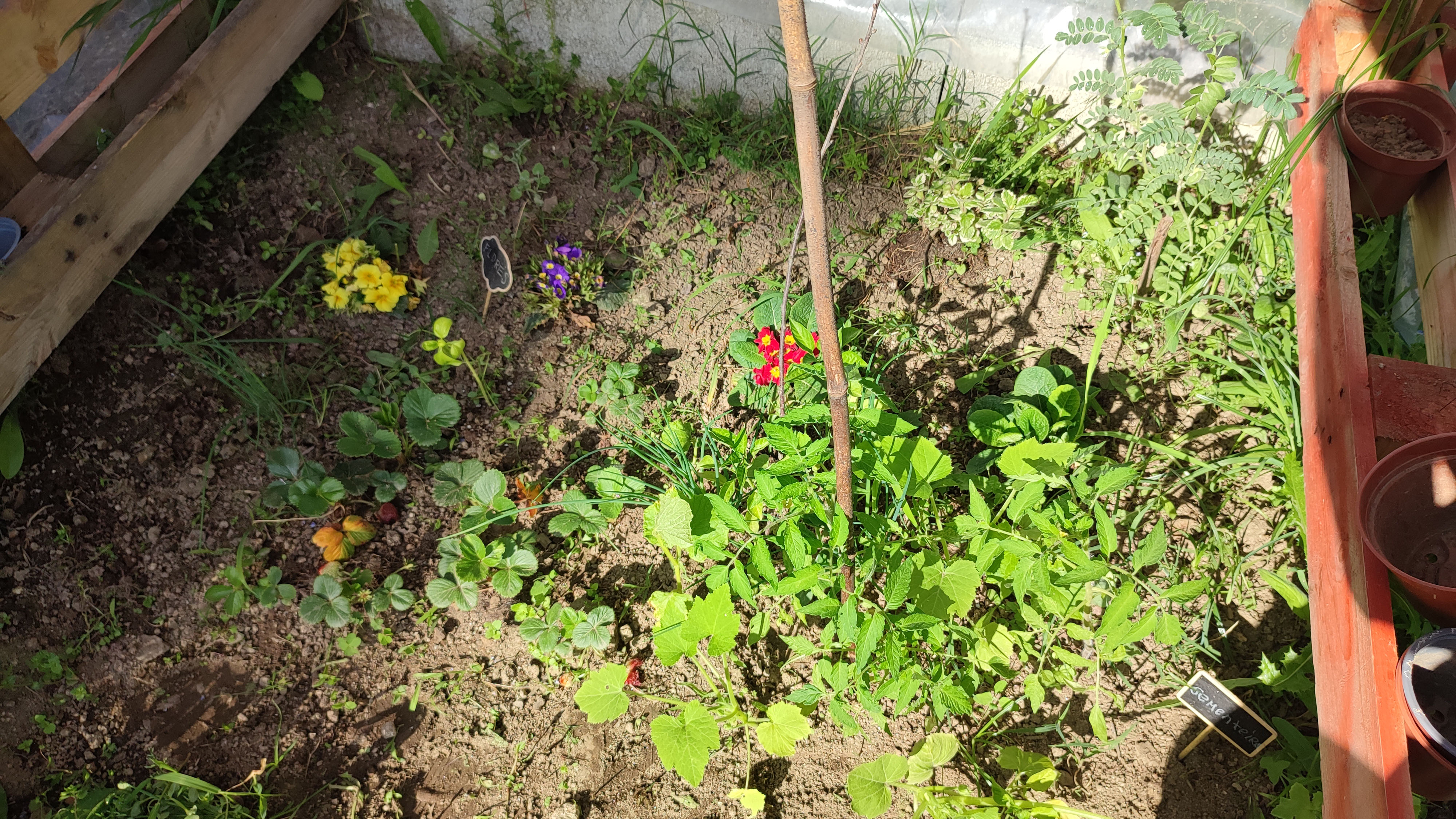 Plantações dentro da estufa