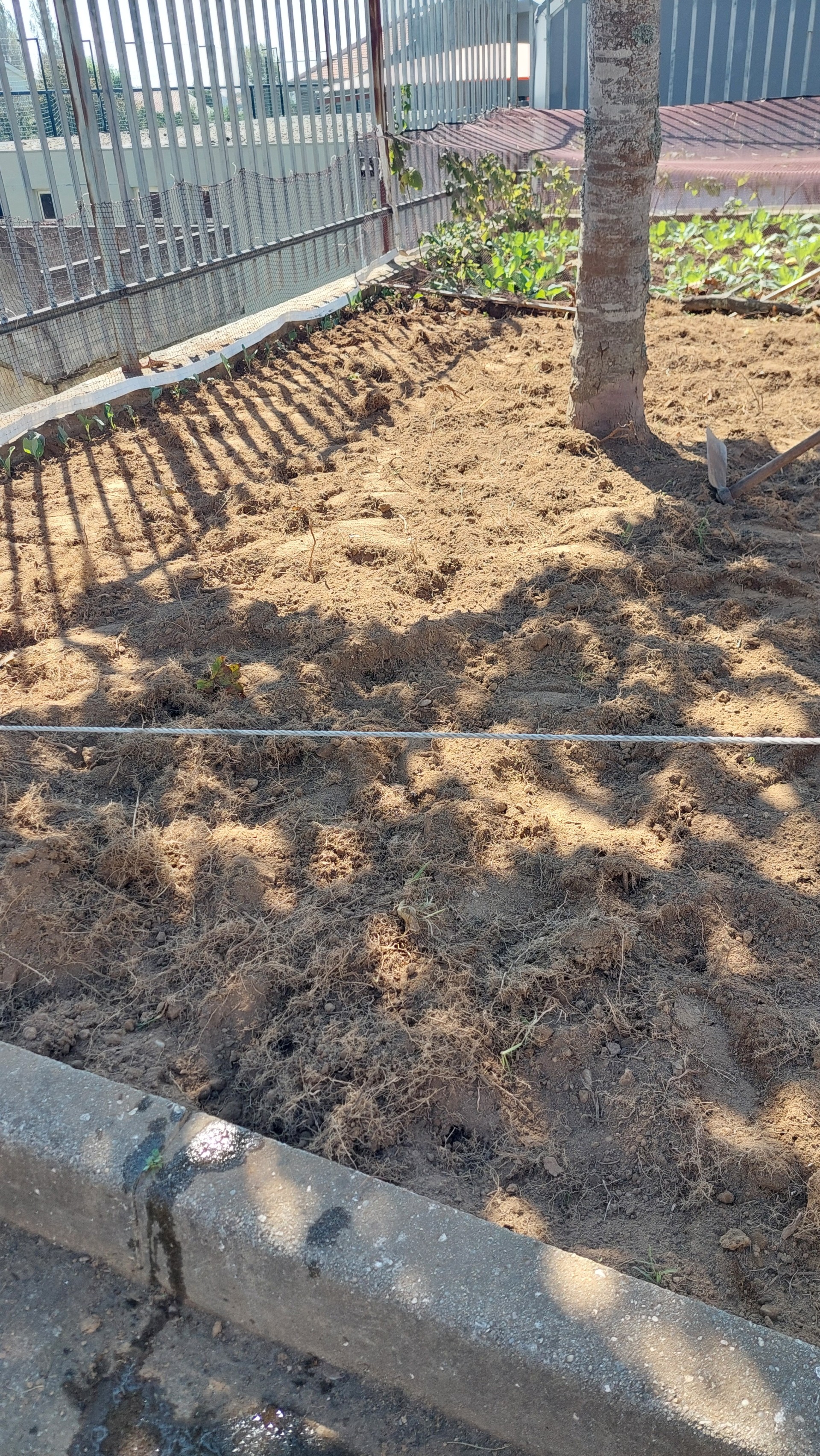 Preparação do solo para as sementeiras das favas e alfaces em outubro
