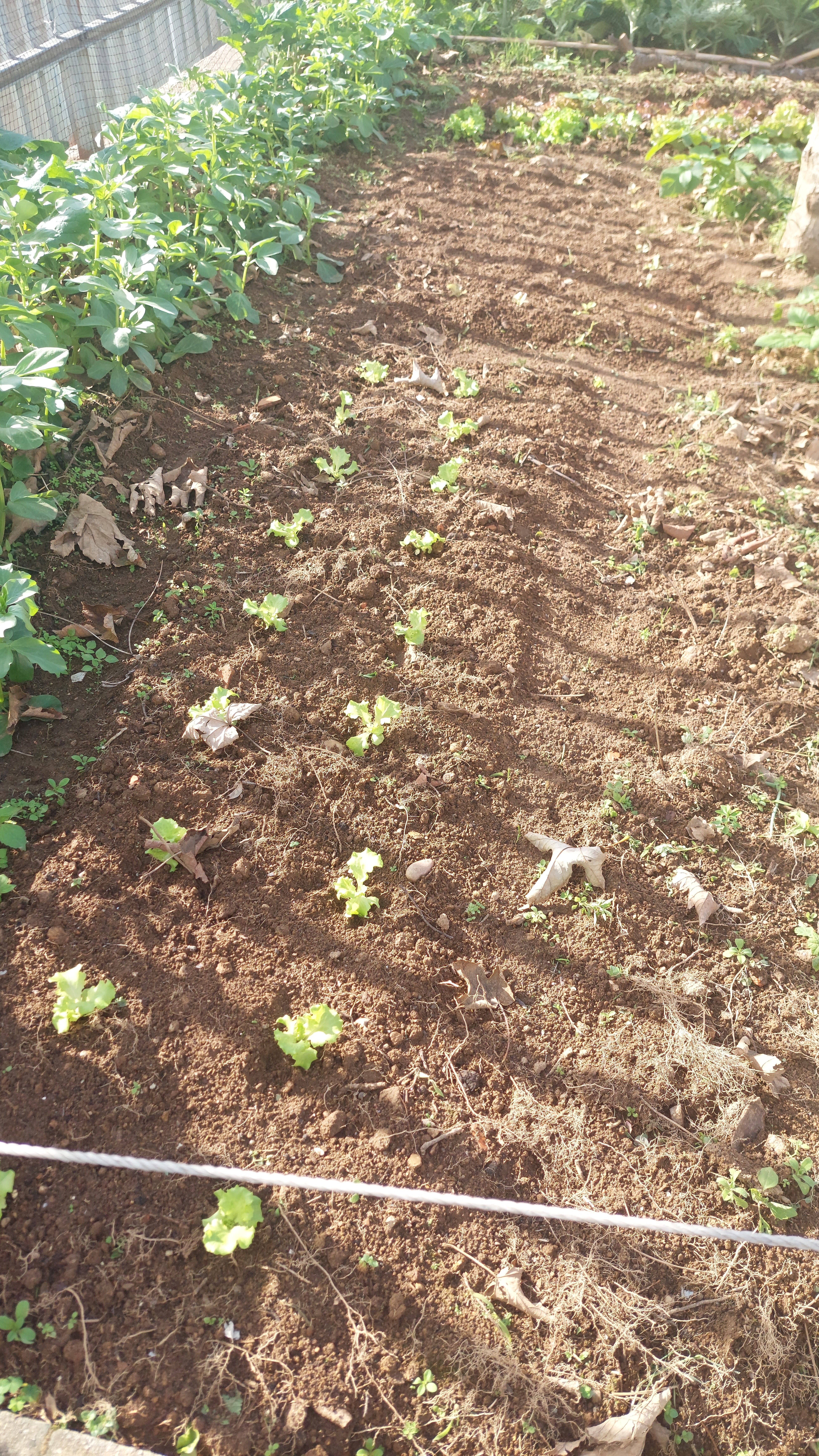 Favas e alfaces em novembro