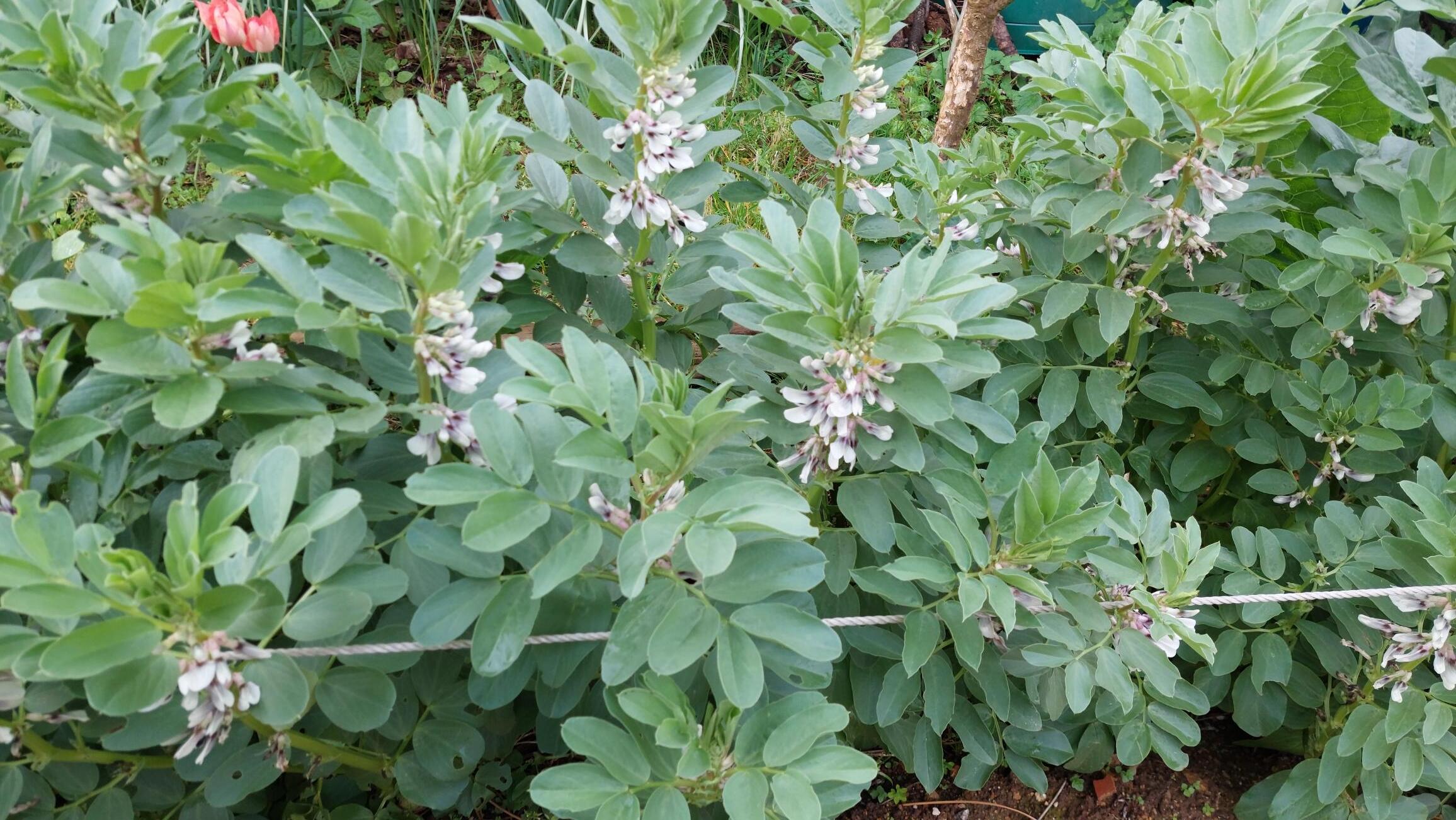Favas em março