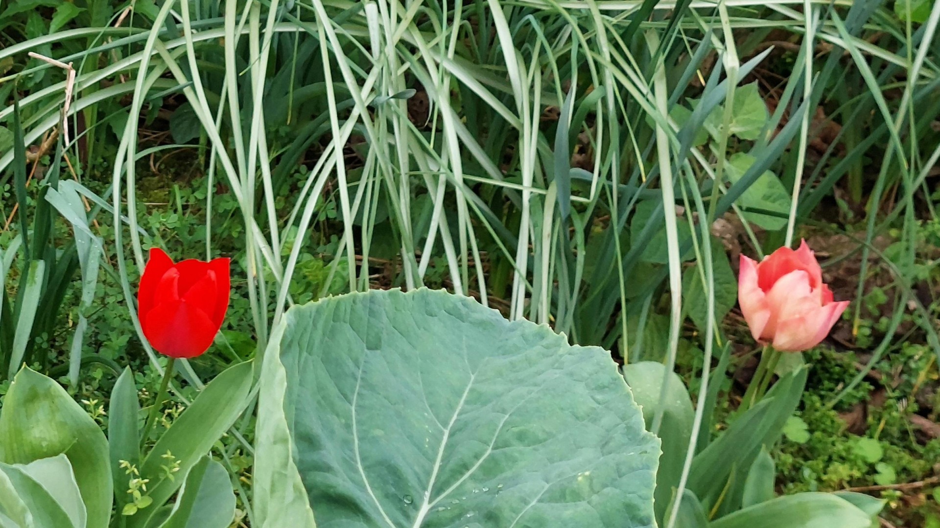 jardim tulipas março