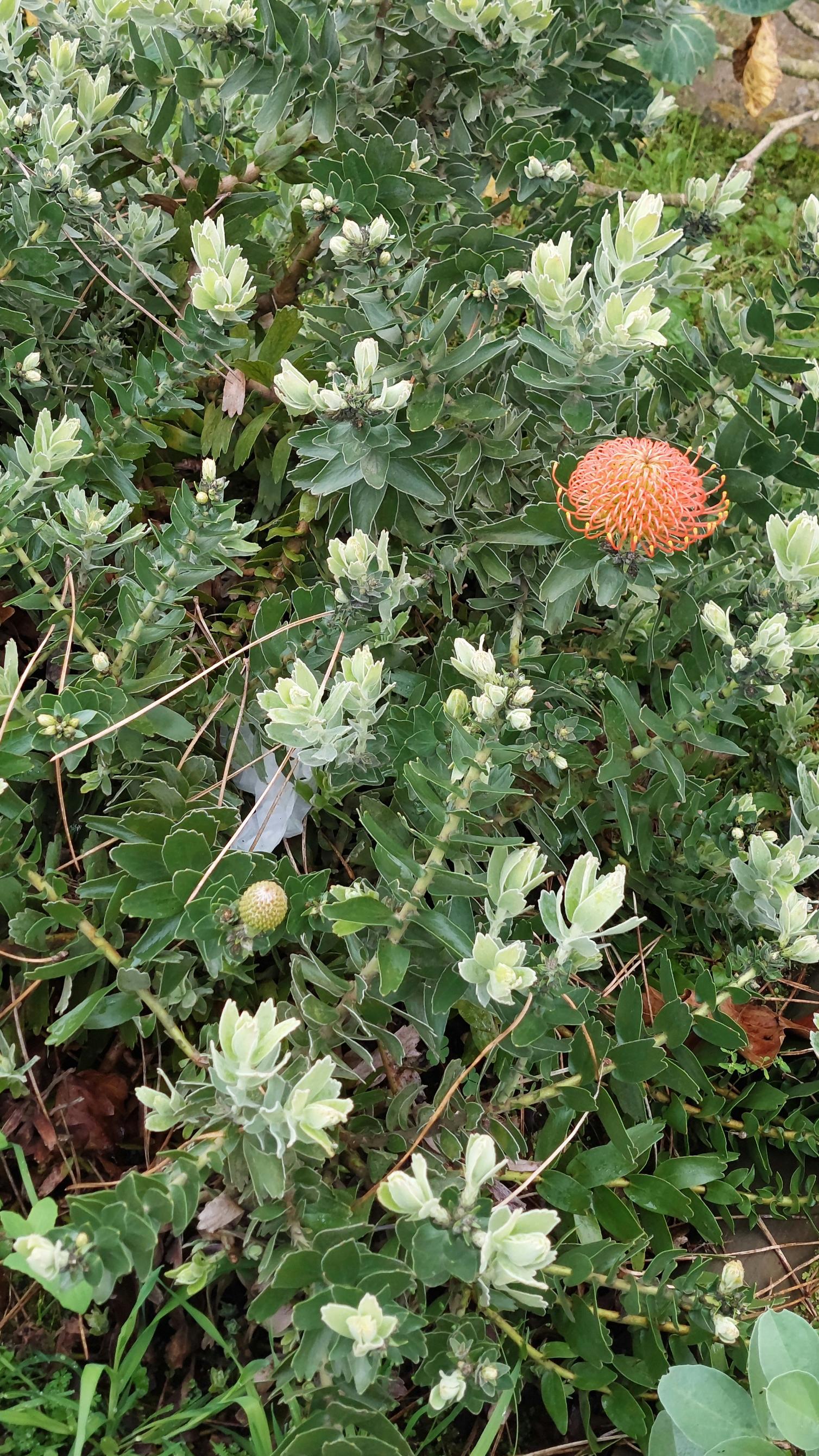 Jardim Abroteas março