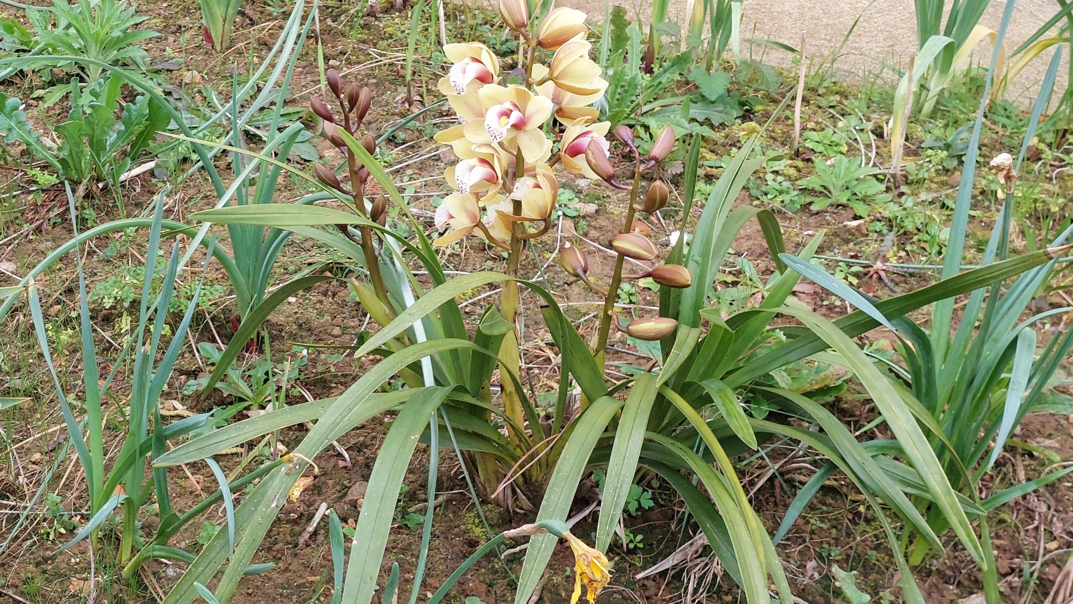 orquídea março