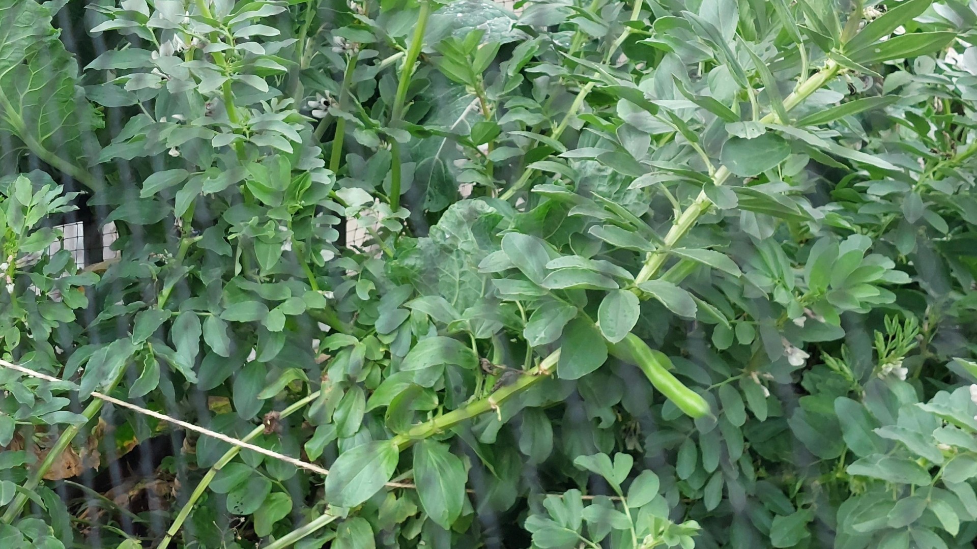Favas pormenor