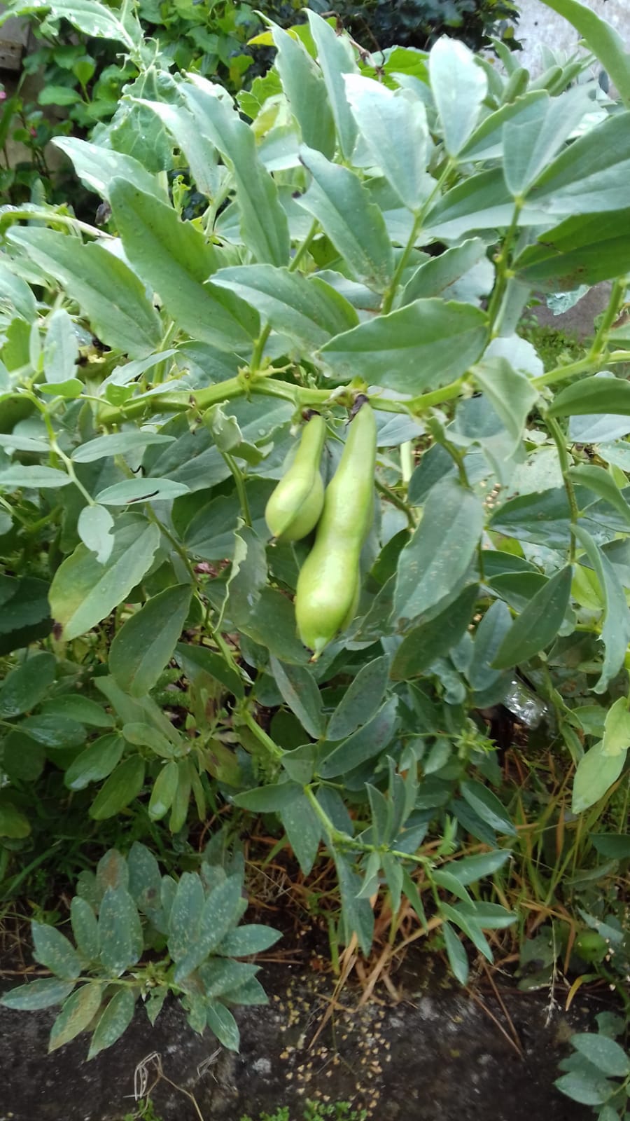 Favas