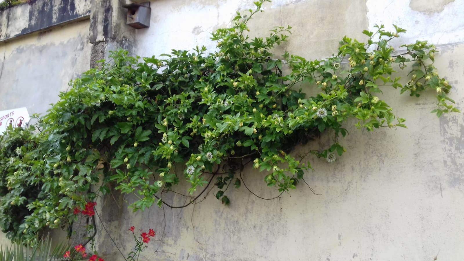 maracujá em flor