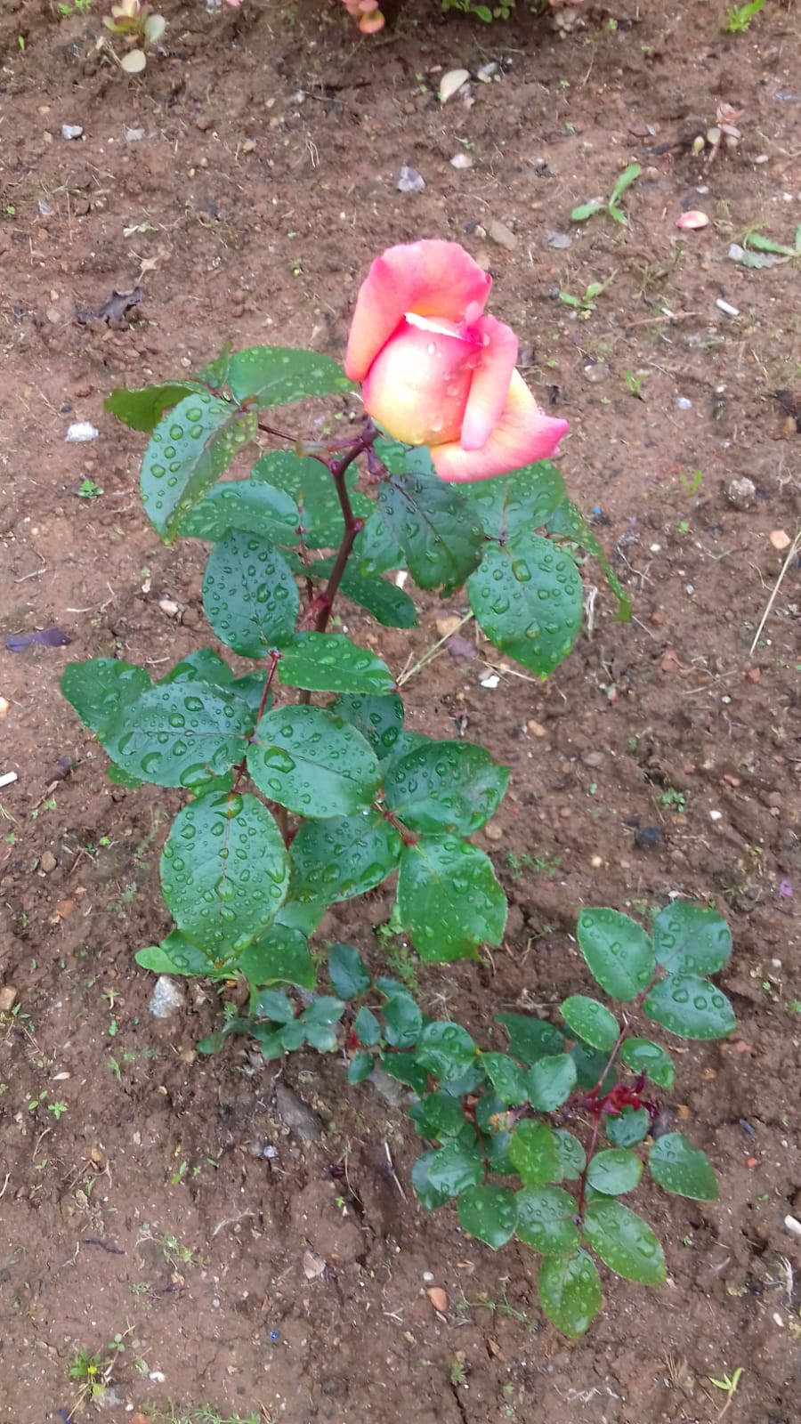 Rosas