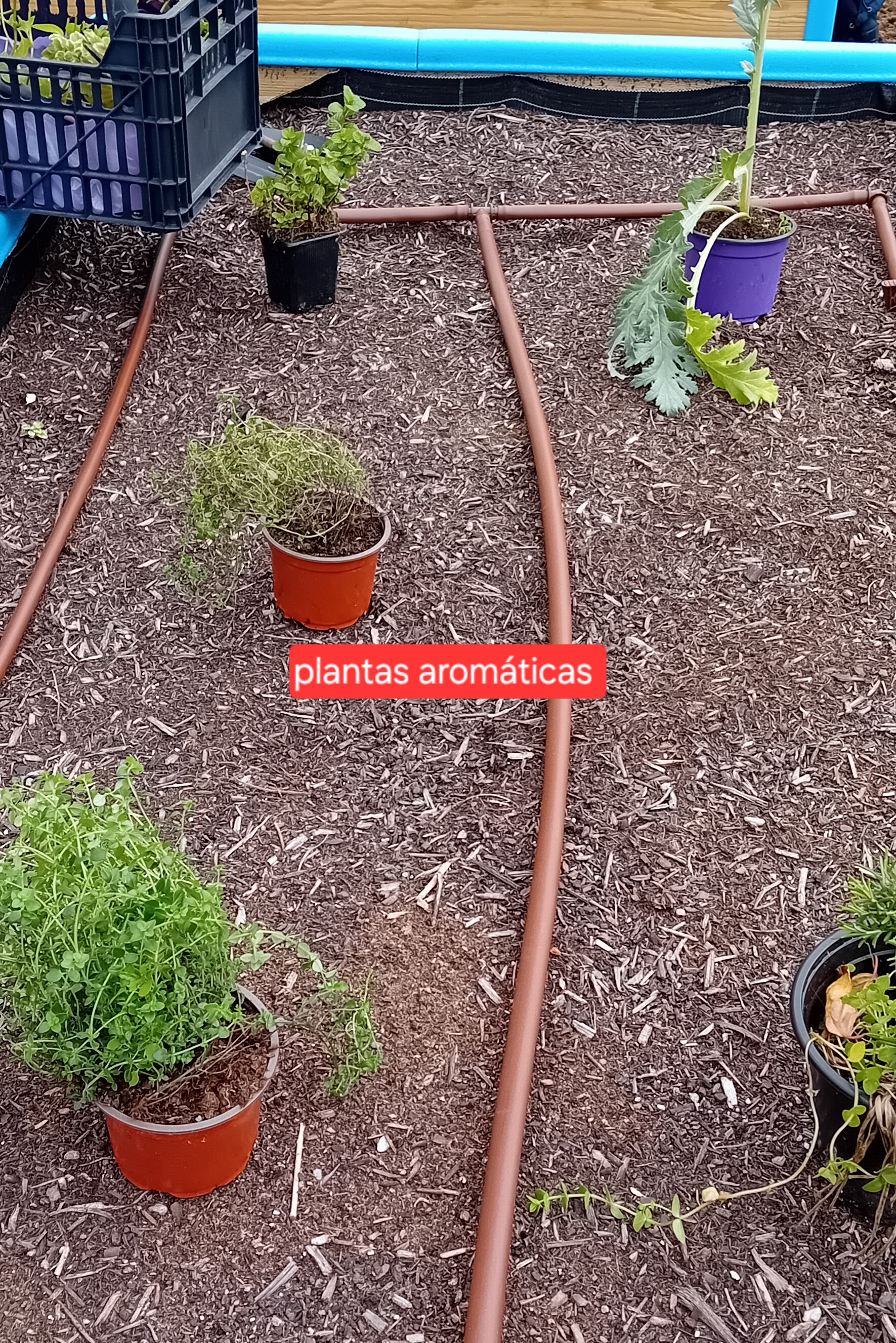 HORTA JEJD MATOSINHOS - PLANTAS AROMÁTICAS - MARÇO